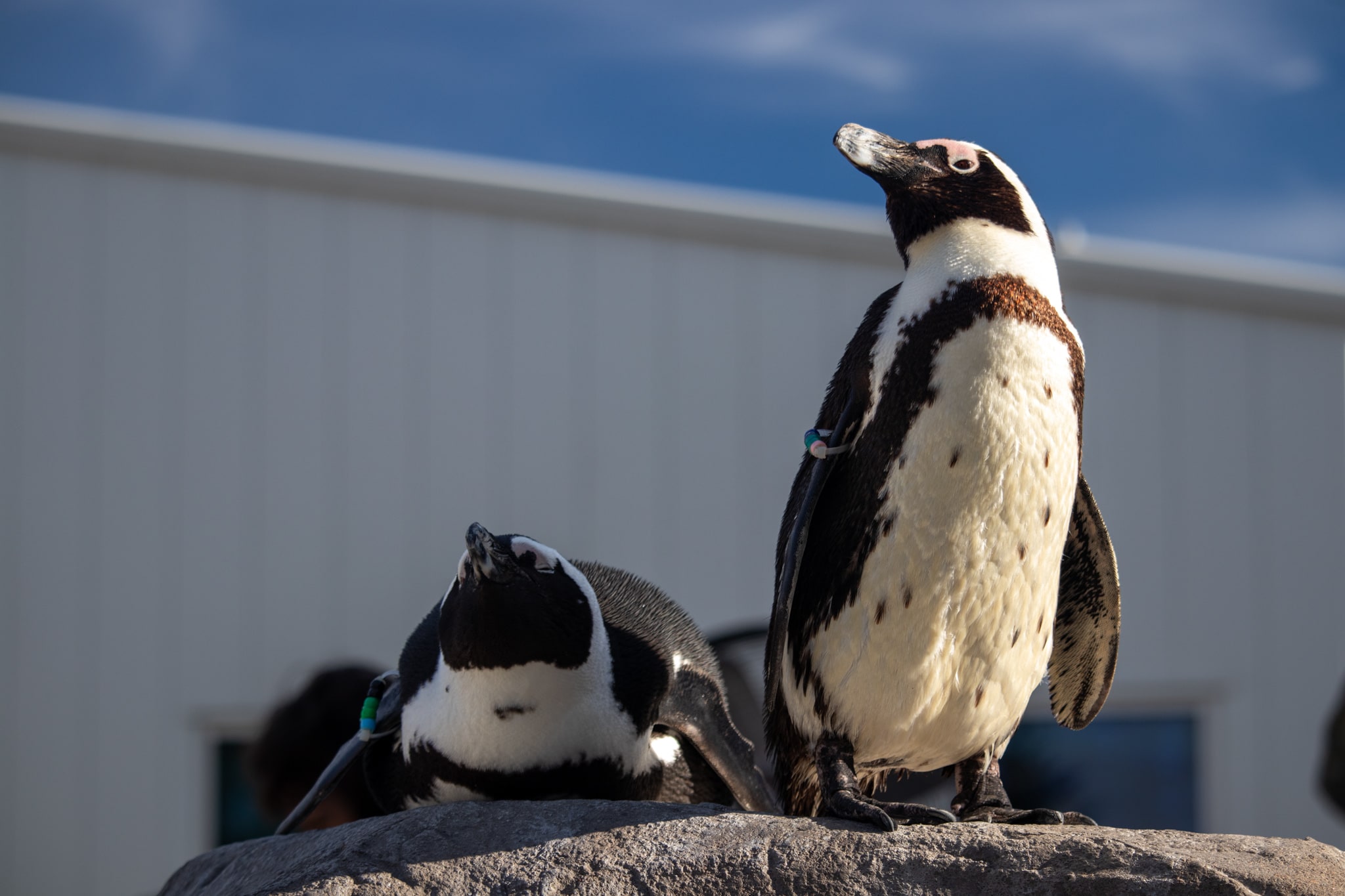 African Penguin Habitat Facts