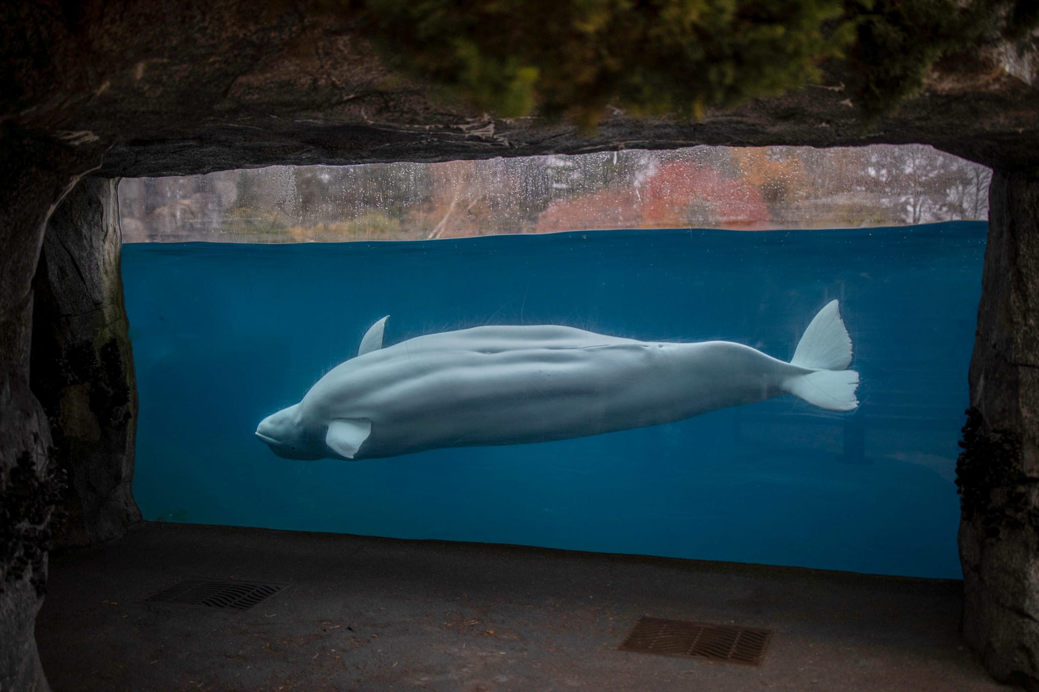 beluga whale images