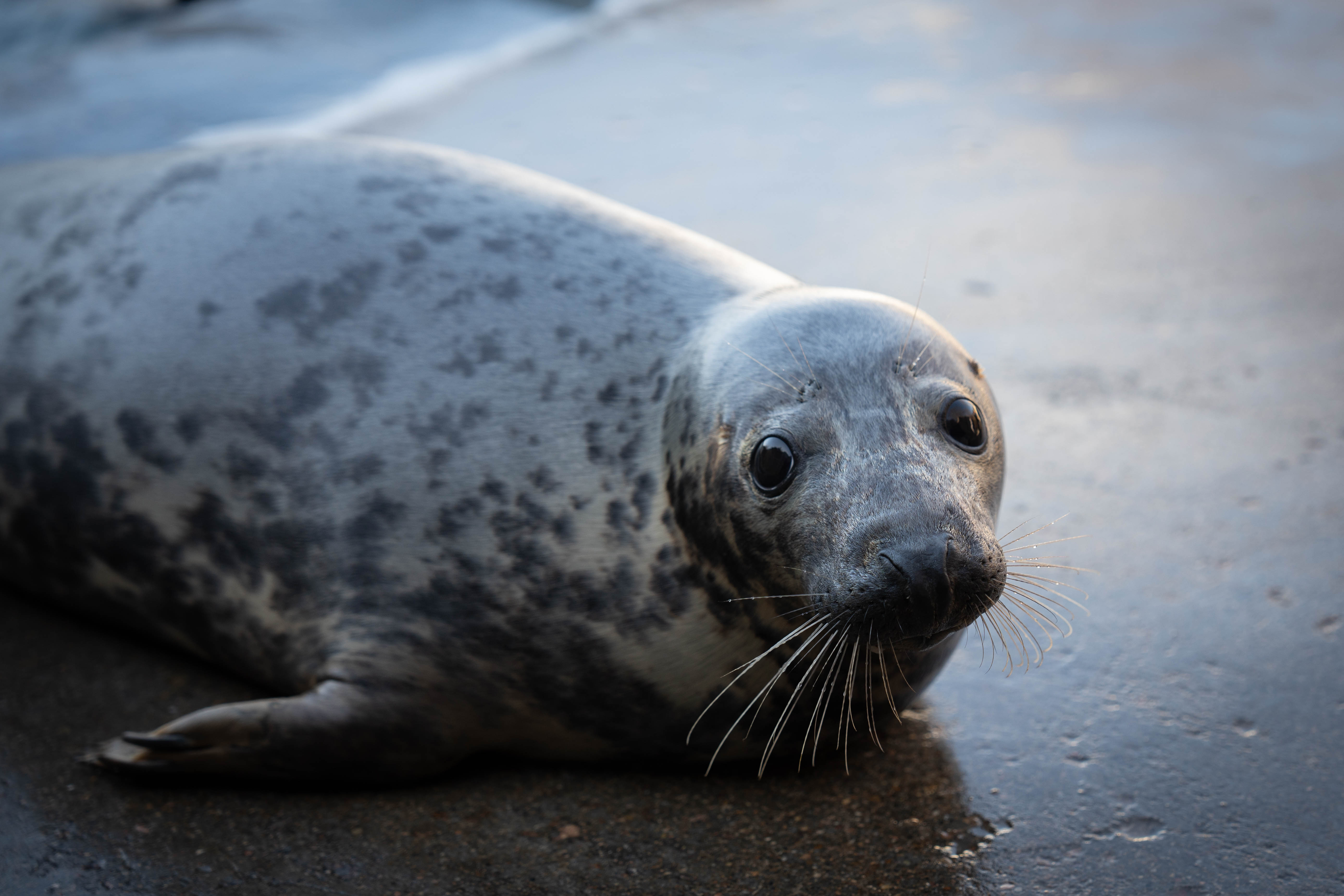 seal species of new jersey