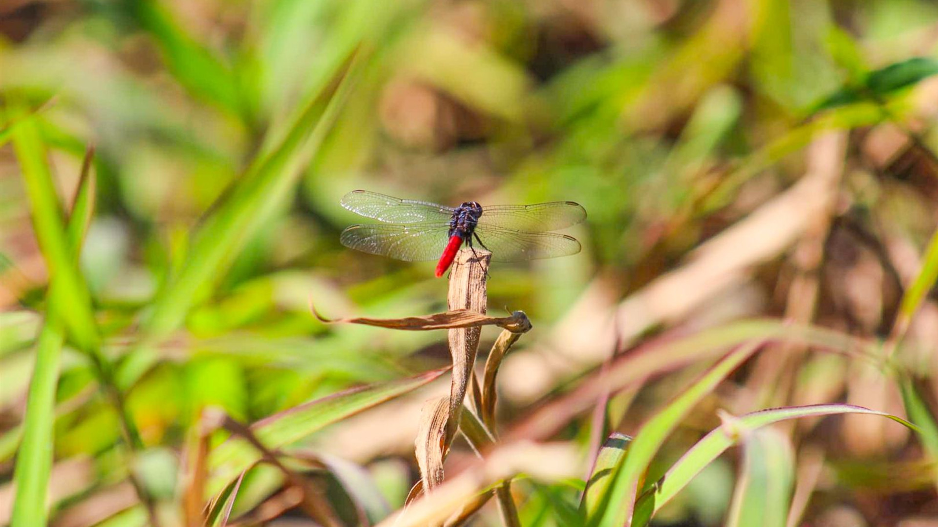 Pantanal - Land of the Jaguar