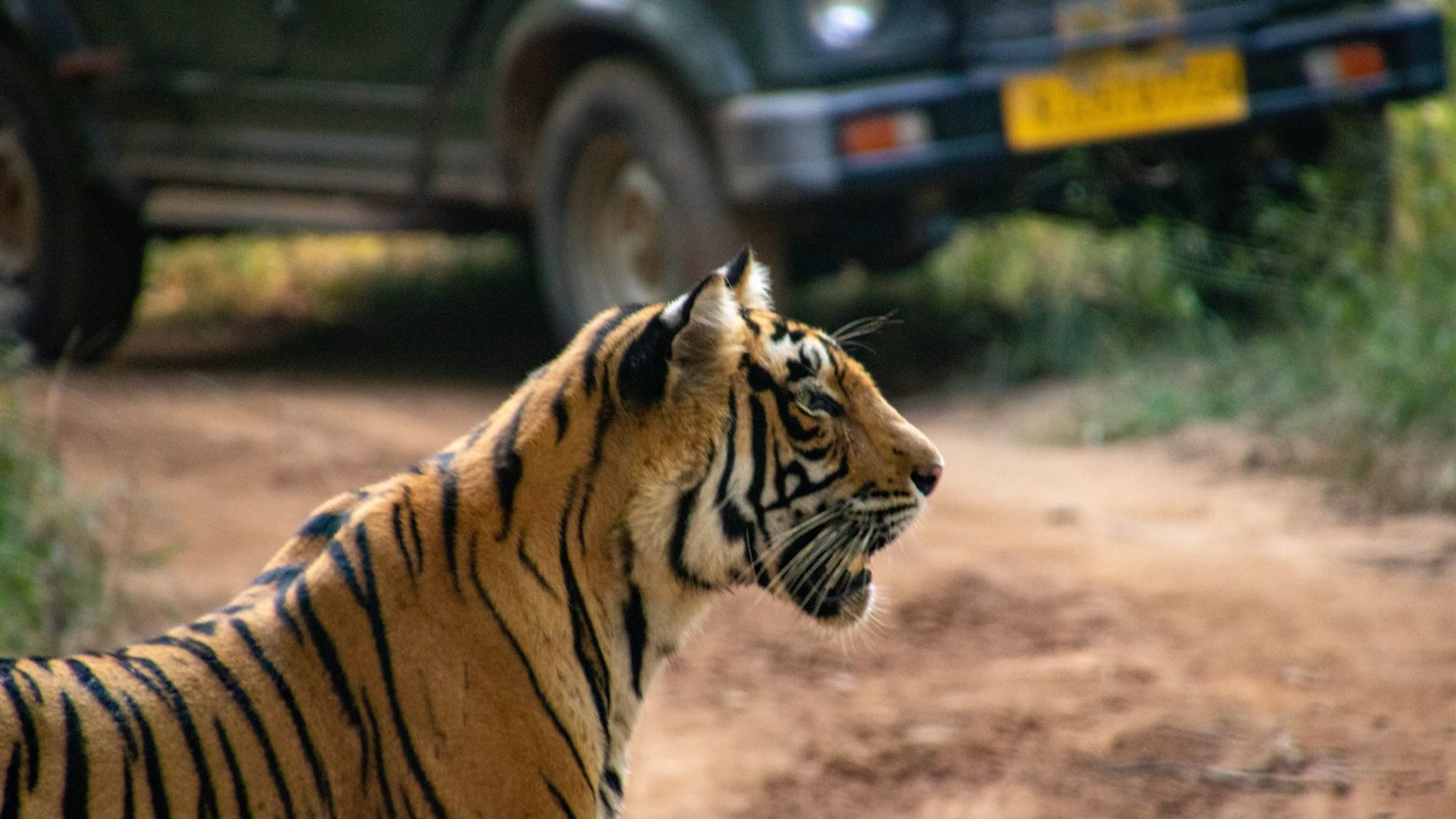 India’s Taj Mahal and Tigers - Premium Adventure