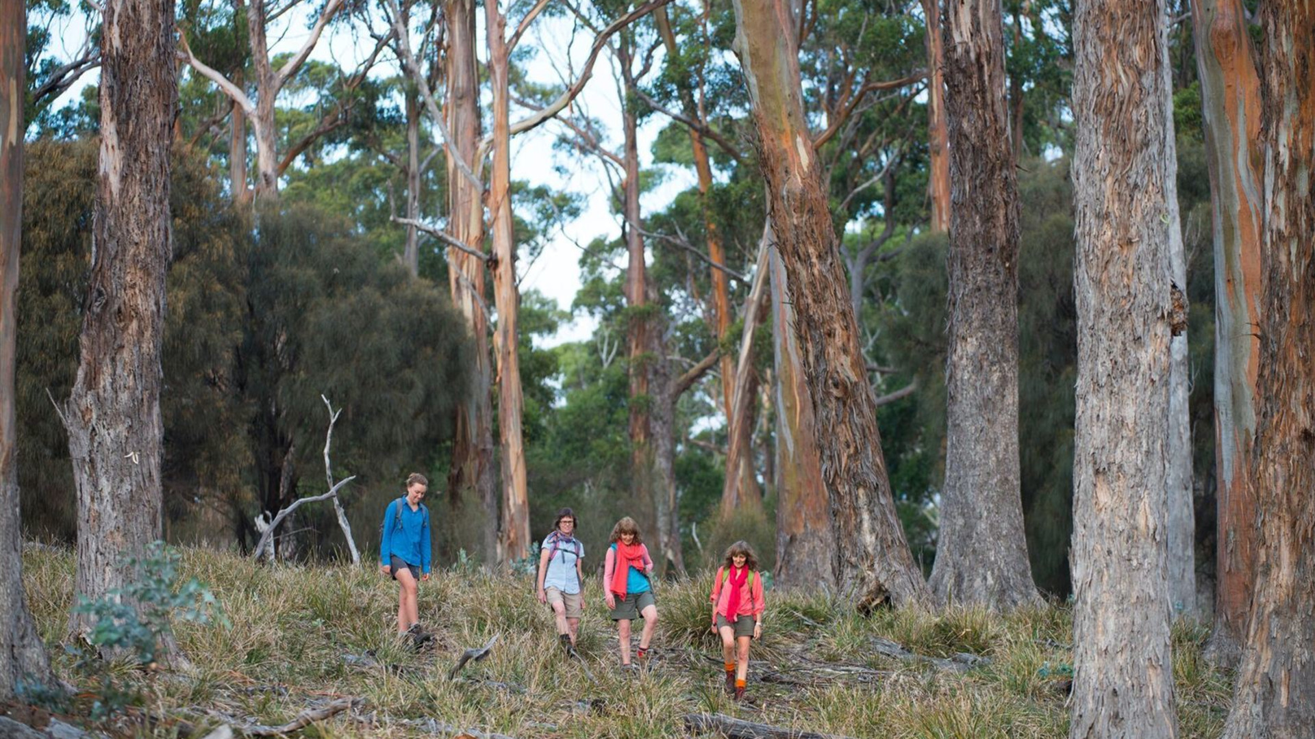 Tasmania's Maria Island Walk (Portered)
