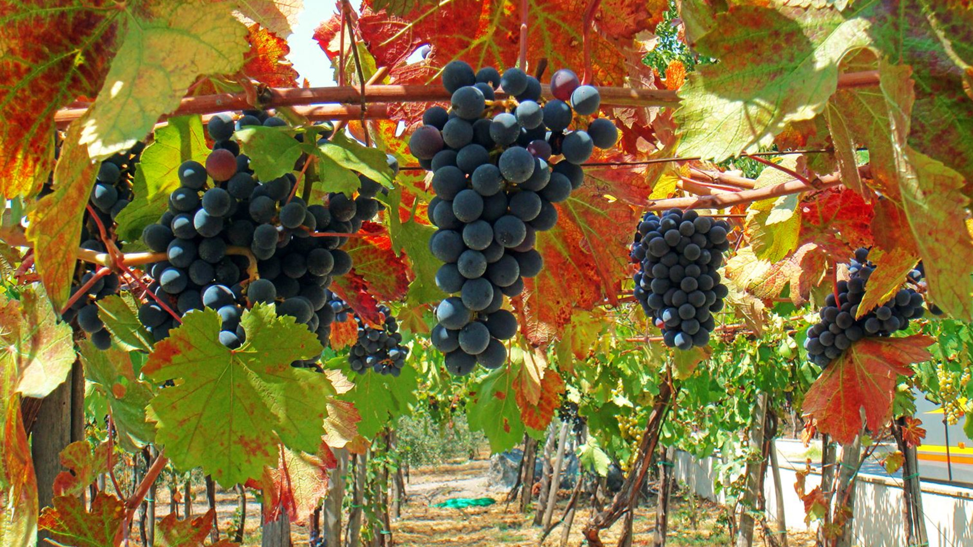Tuscan & Umbrian Countryside