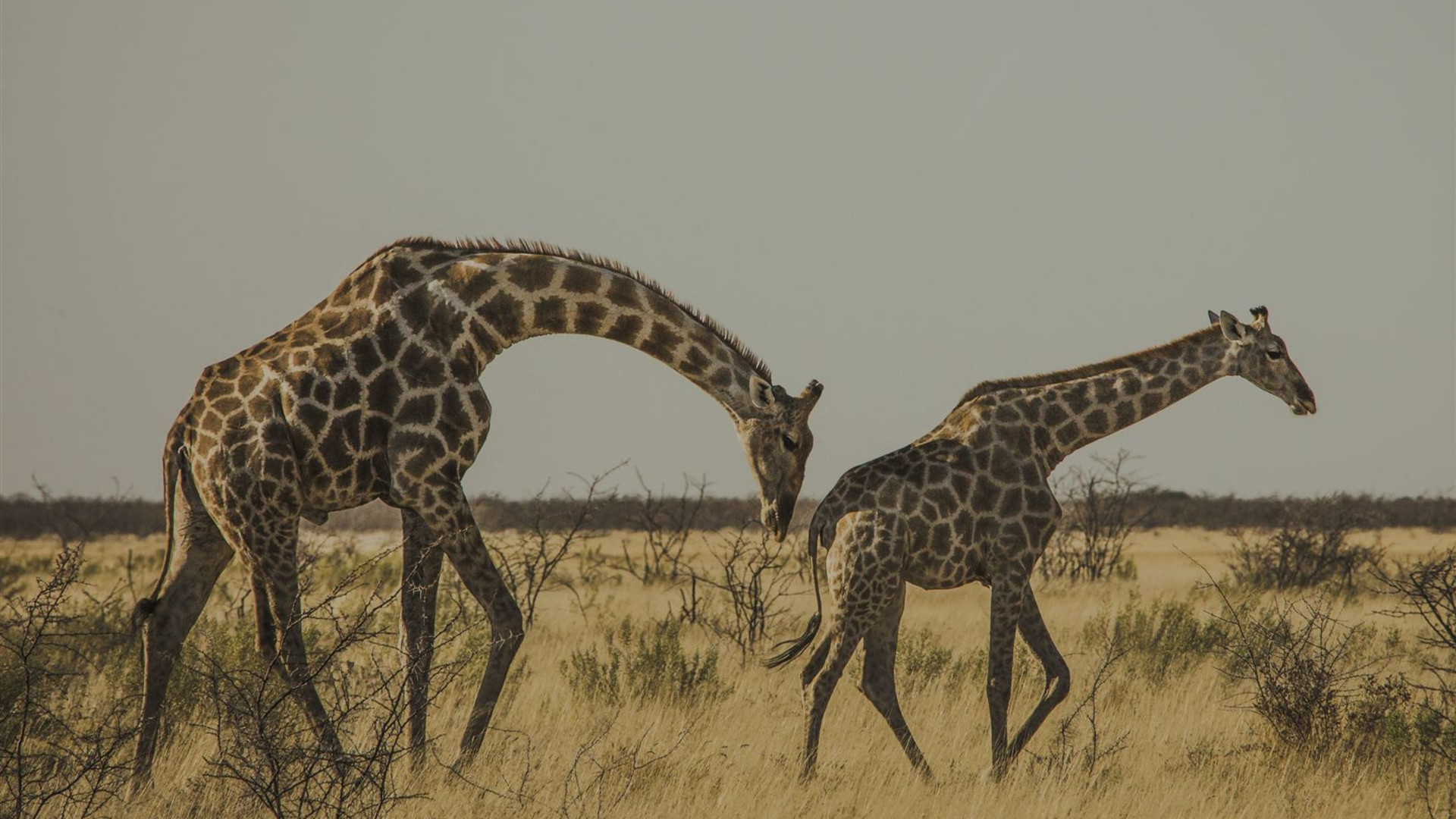 Serengeti, Falls & Cape Town Overland: Sunsets & Safaris