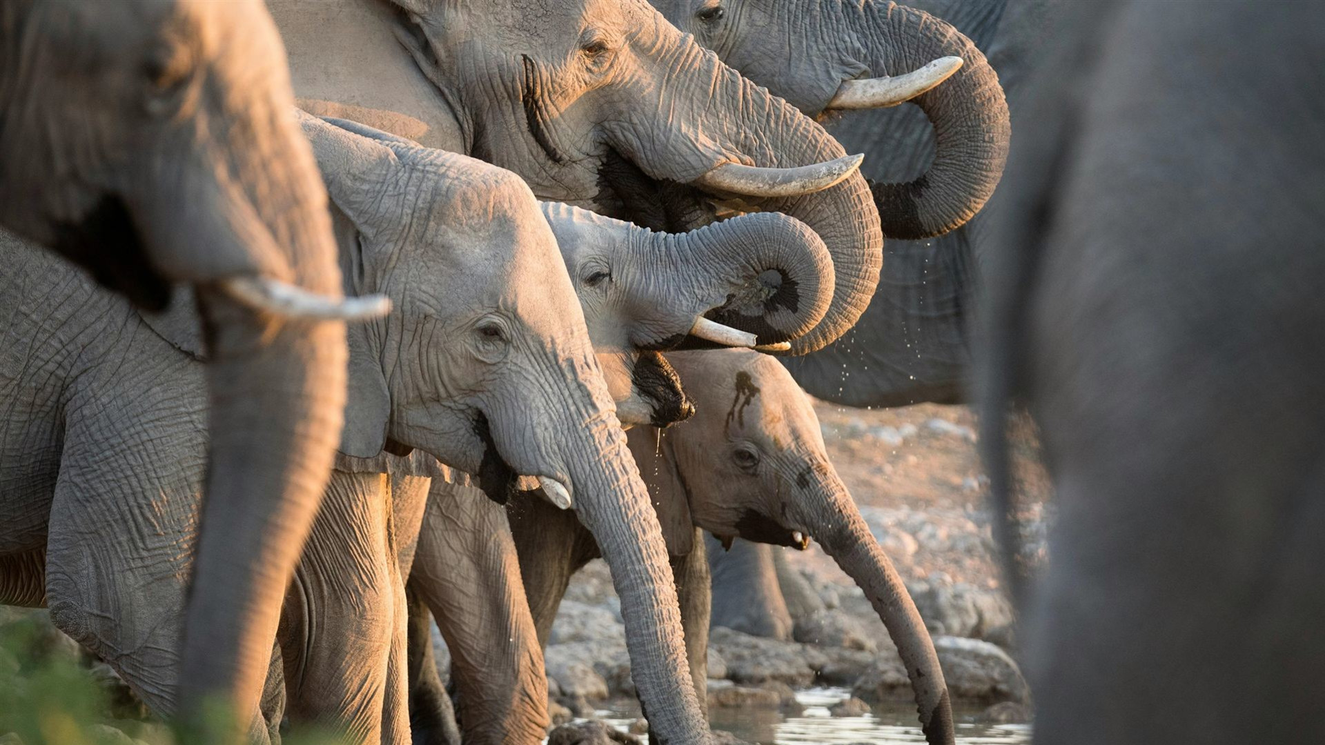 Signature: Botswana's Wildlife & the Okavango Delta