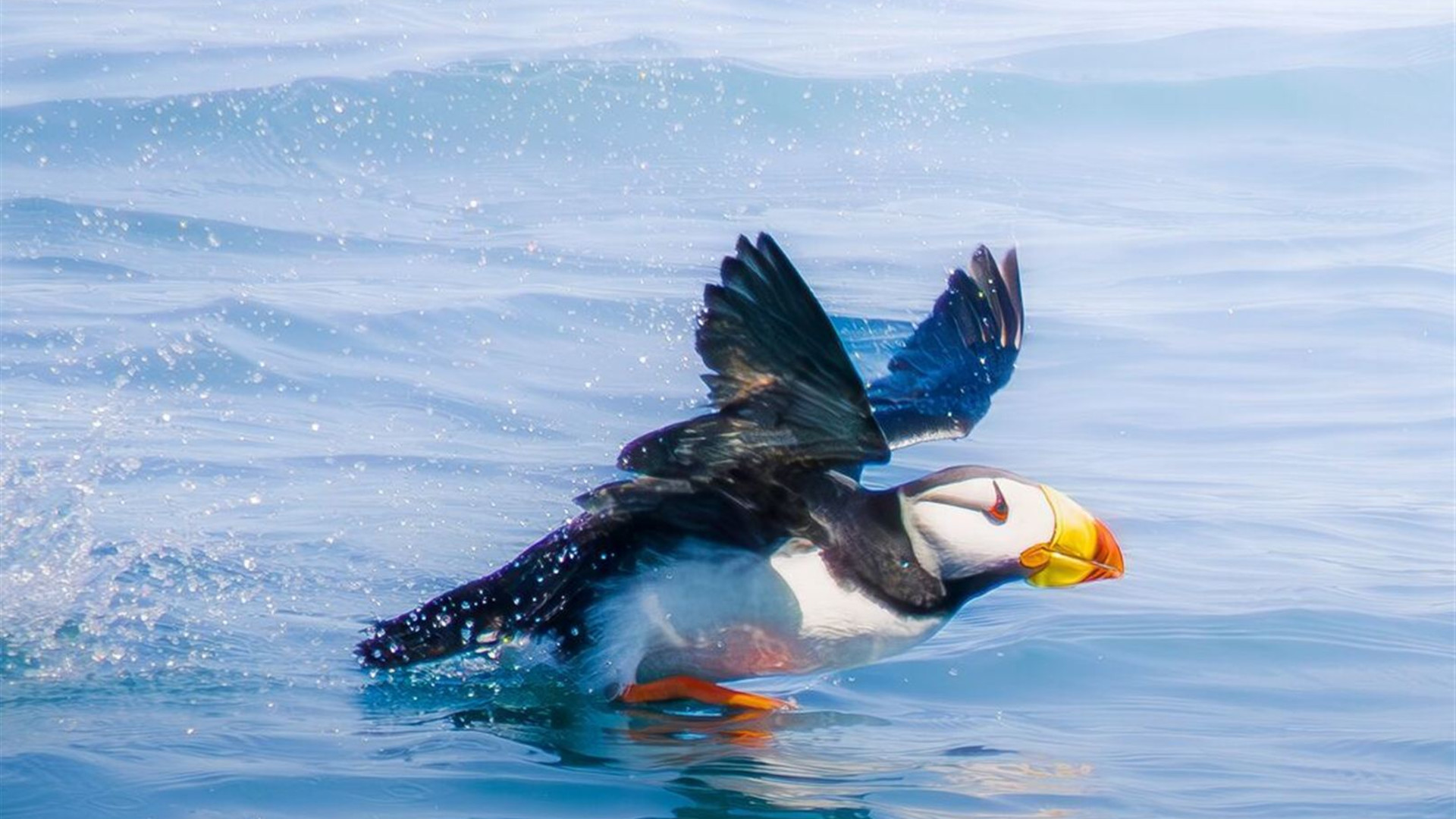 Alaska Discovery		