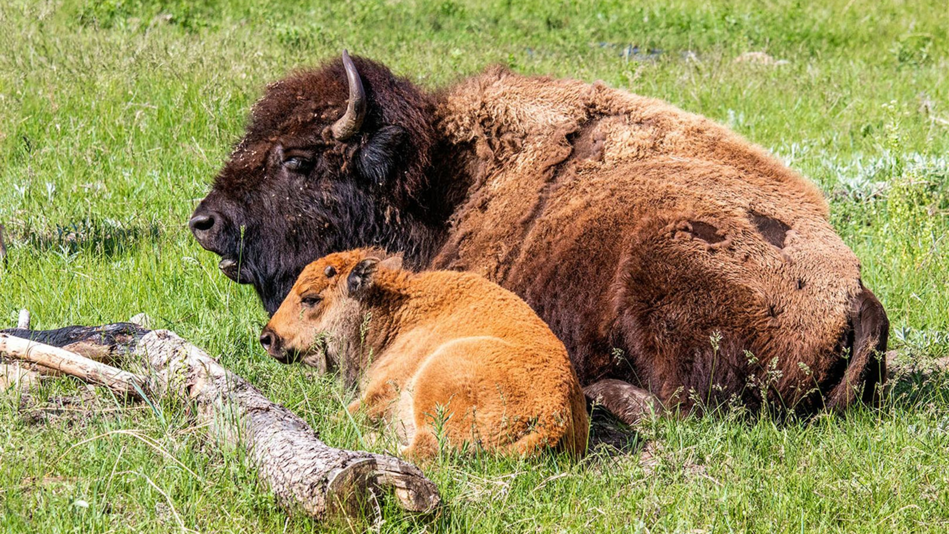 Spotlight on South Dakota