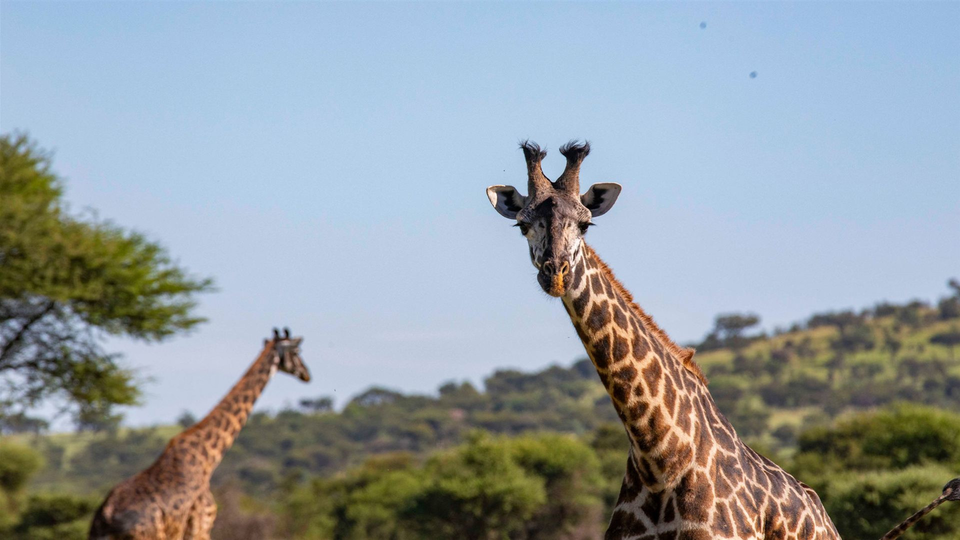 Simbabwe nach Kenia Überland-Safari & Teilnahme Camping