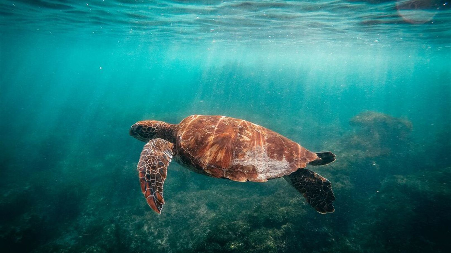 Classic Galapagos: Central Eastern Islands (Grand Queen Beatriz)