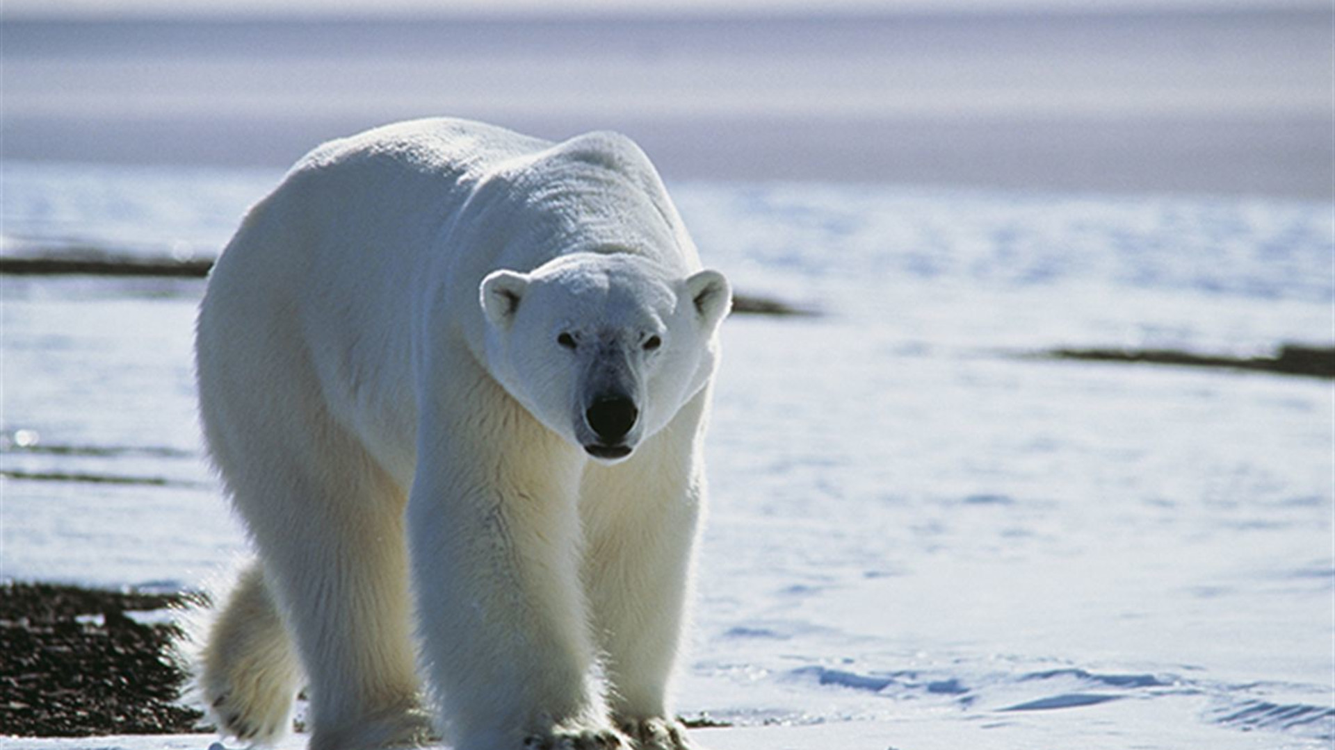 Three Arctic Islands: Spitsbergen, Greenland and Iceland (Southbound)