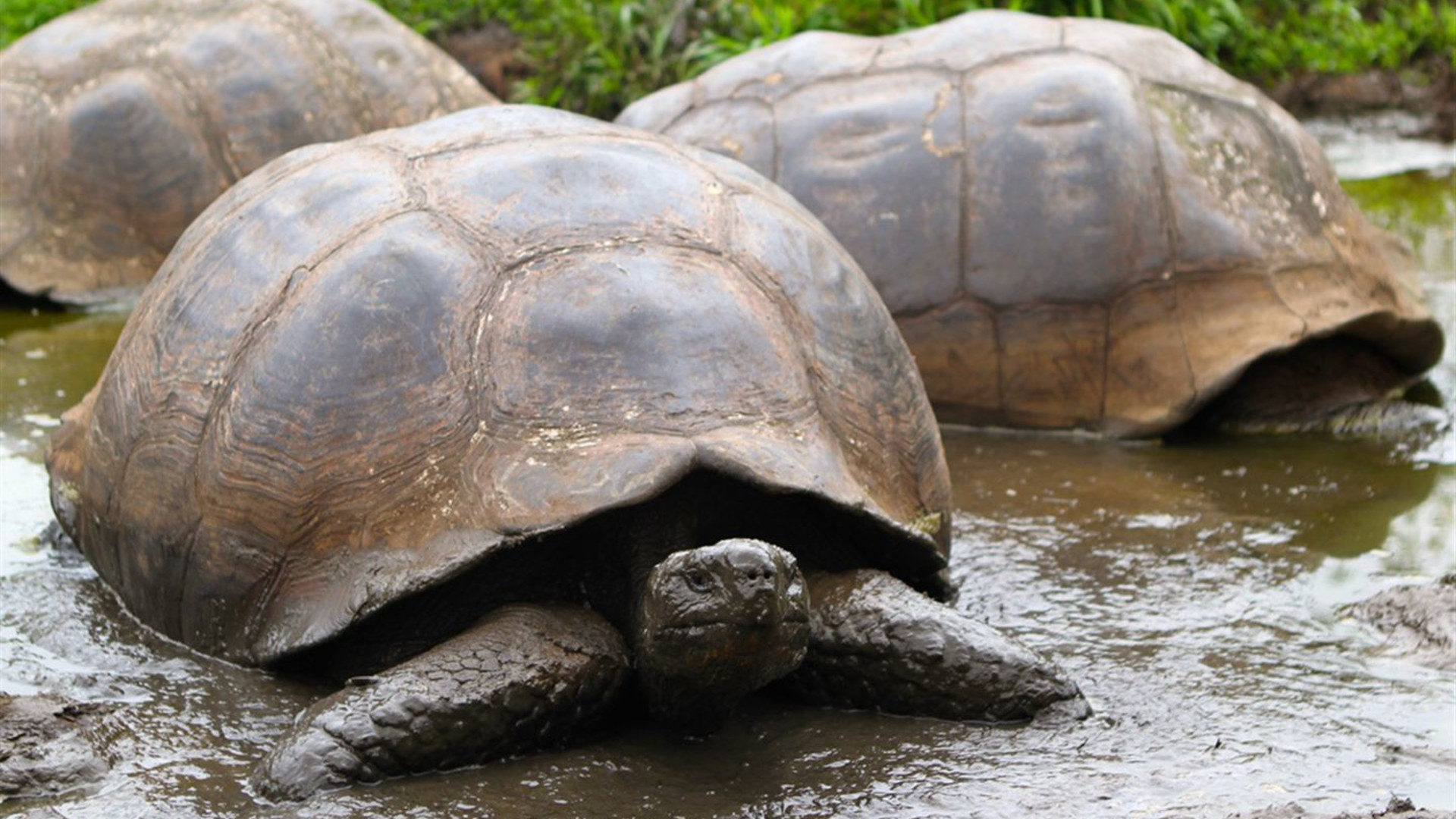 Galápagos – Östliche, zentrale und westliche Inseln an Bord der Eden