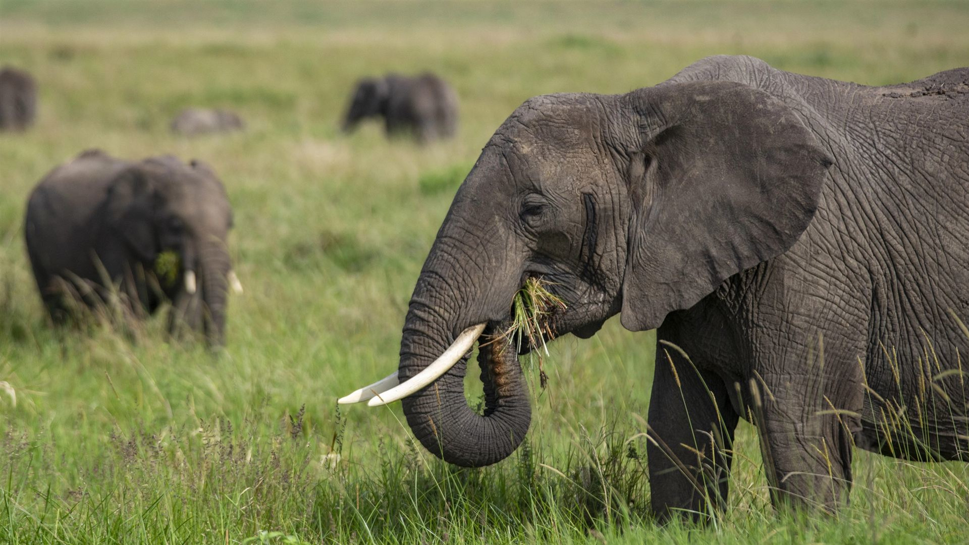 East Africa: Maasai Mara, Serengeti Safaris, & Island Paradise