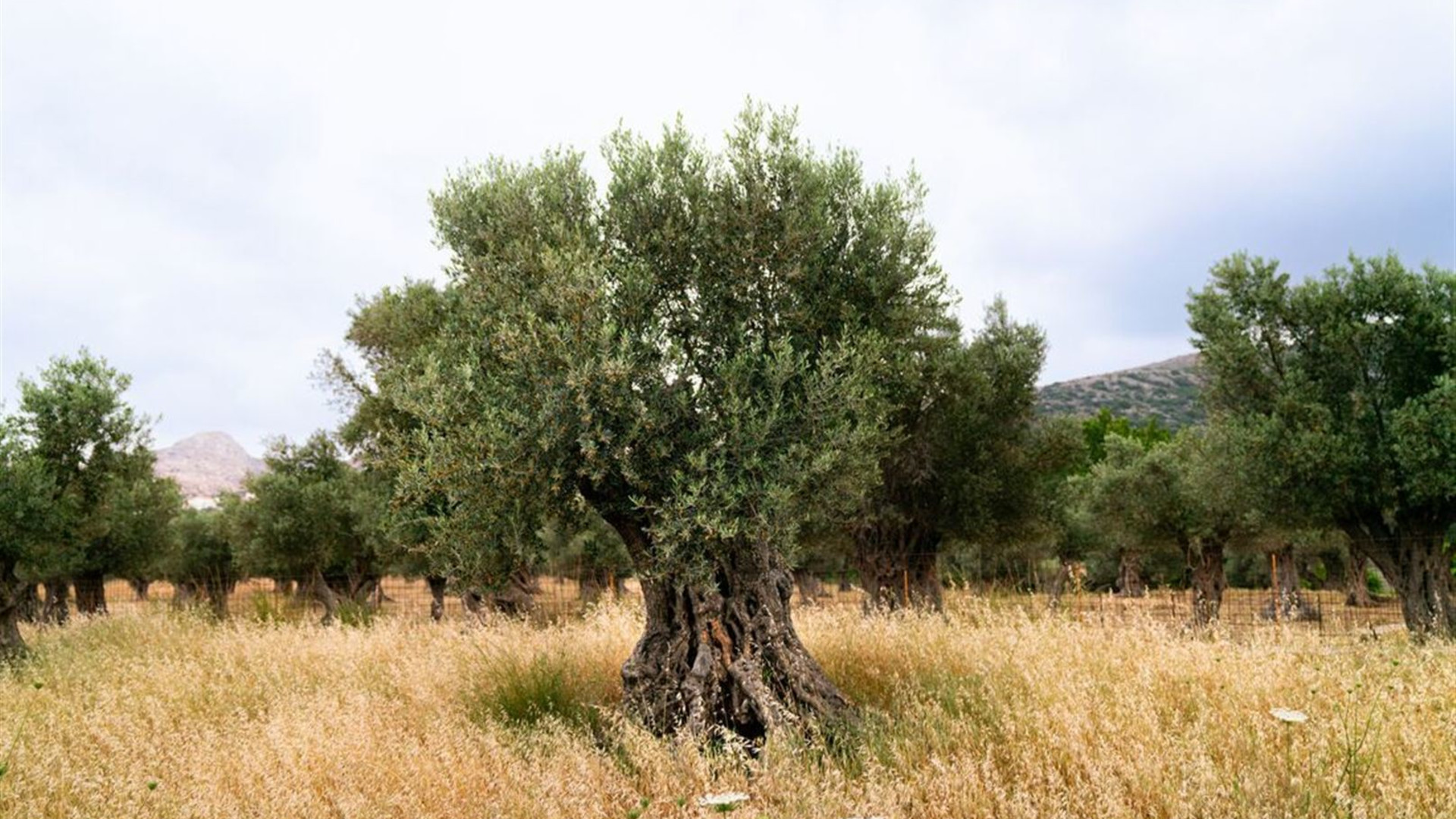 Premium Greece in Depth