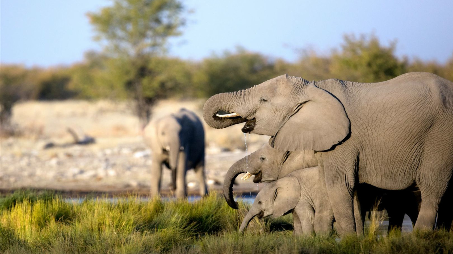 Signatur: Serengeti, Tarangire und Ngorongoro-Krater in Tansania