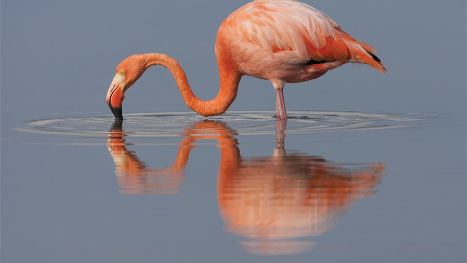 Ecuador Amazon & Galapagos Family Holiday
