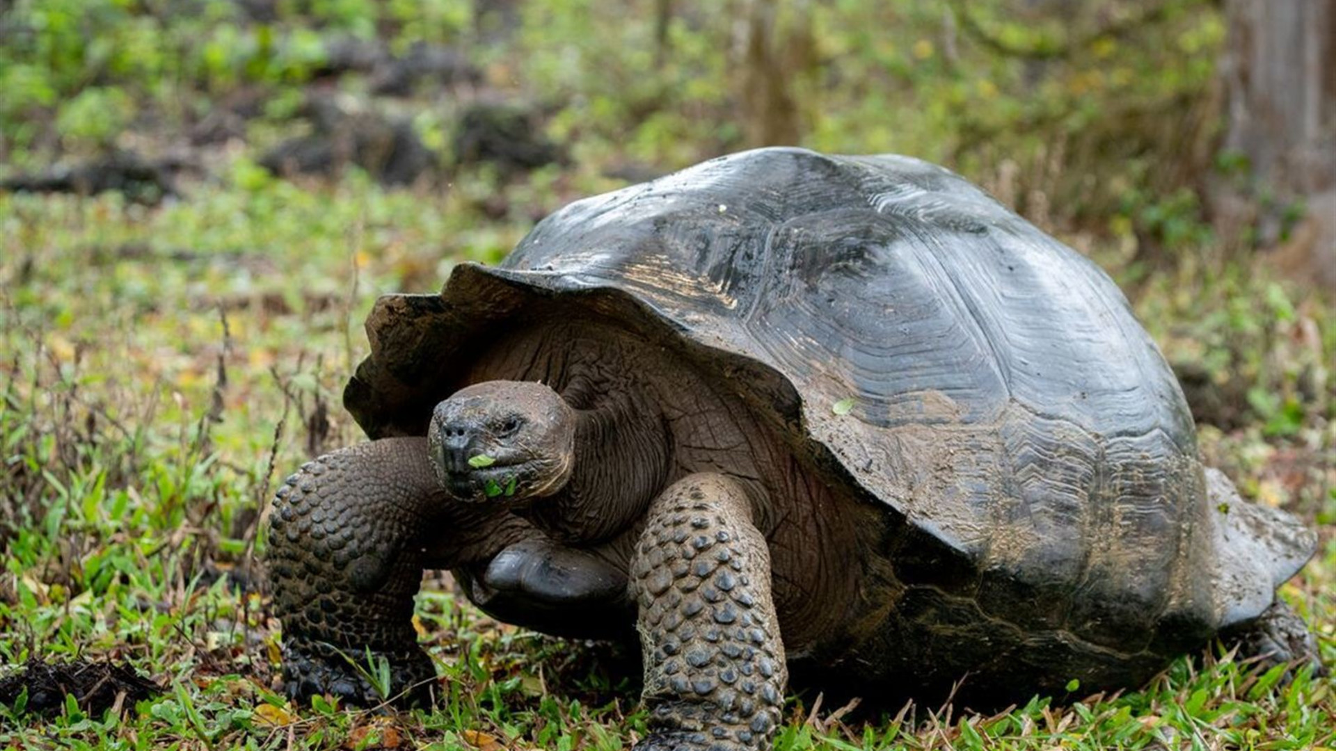 Complete Galapagos (Grand Daphne)