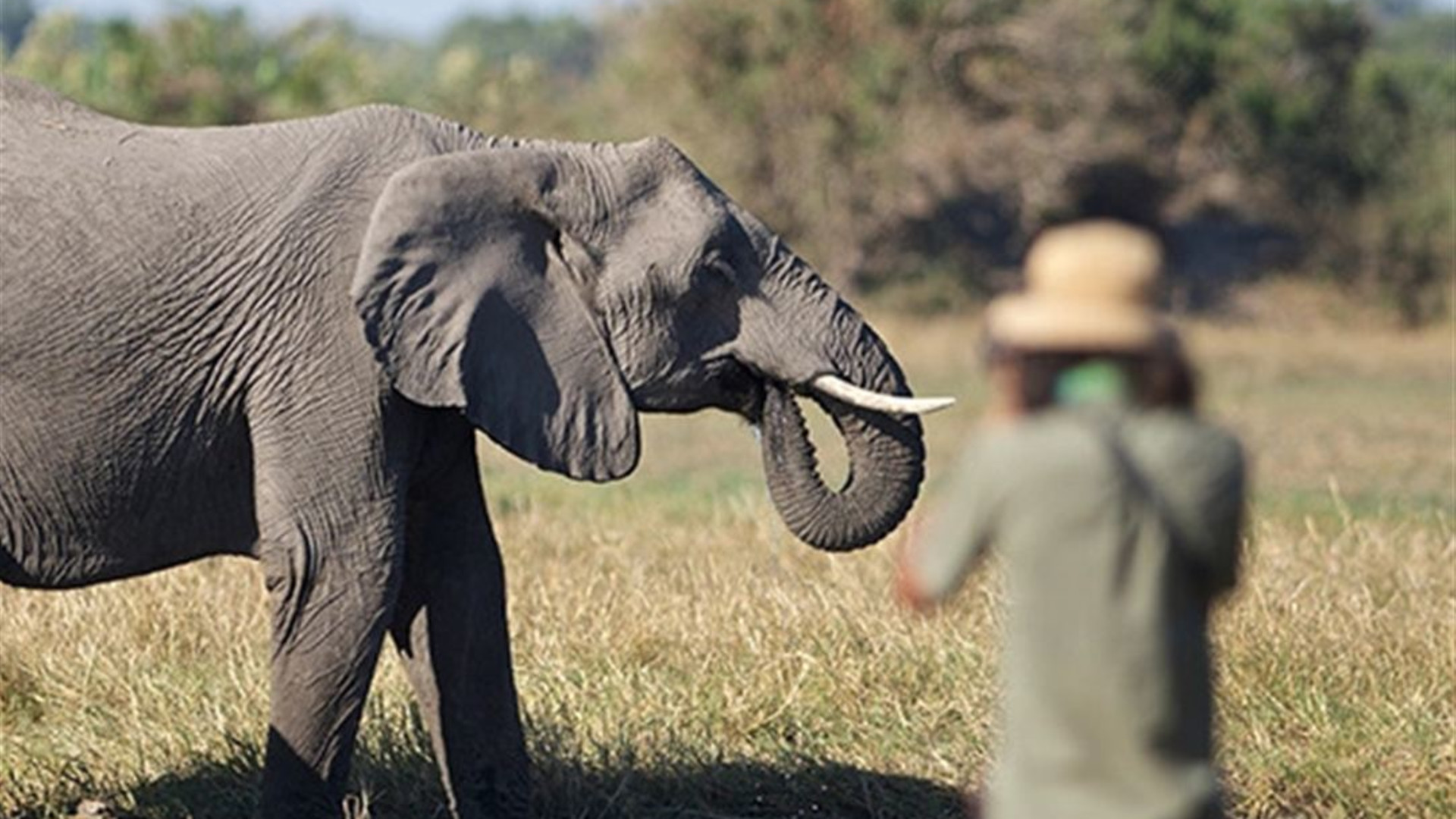 Signature: Botswana's Wildlife & the Okavango Delta