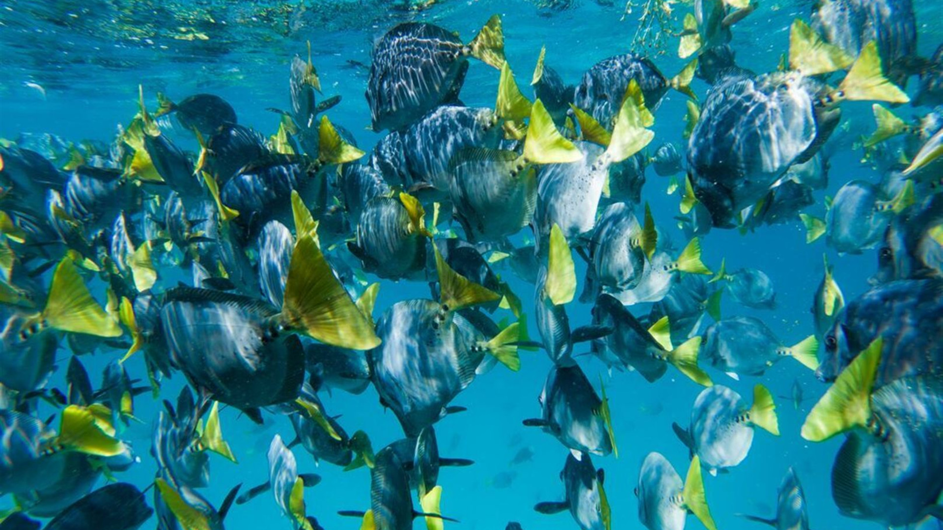 Galapagos Cruise & Peru’s Land of the Incas (Grand Daphne)