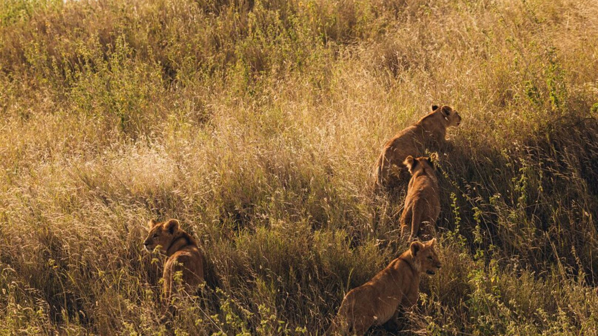 Zanzibar to Nairobi