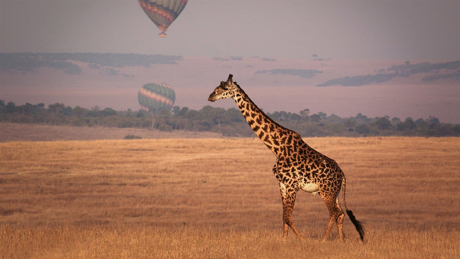 Kenya Safari