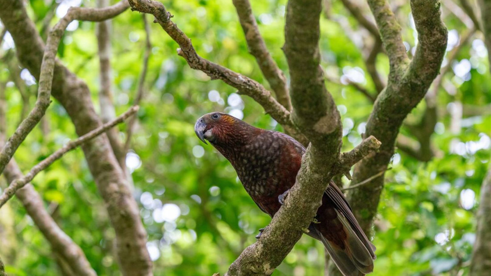 New Zealand Uncovered (Northbound) 