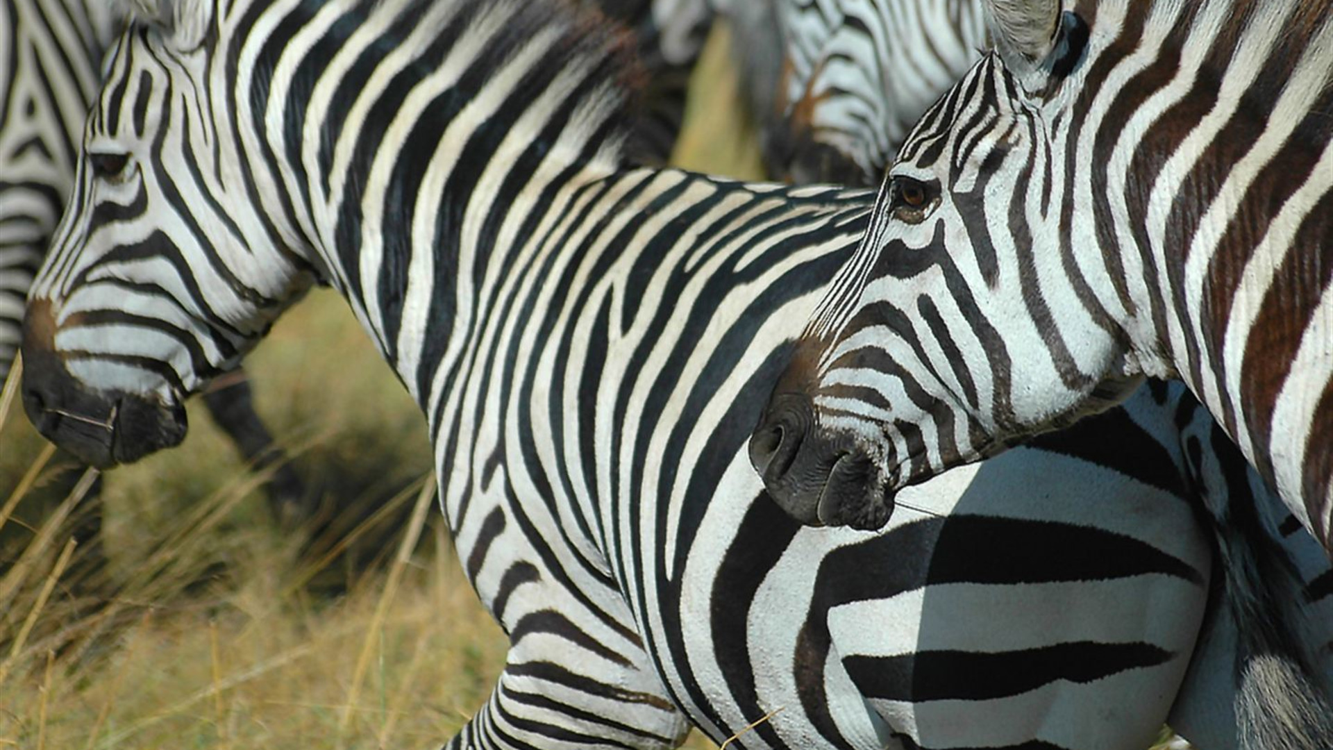 Botswana und Victoriafälle – Wildtiere & Wasserfälle
