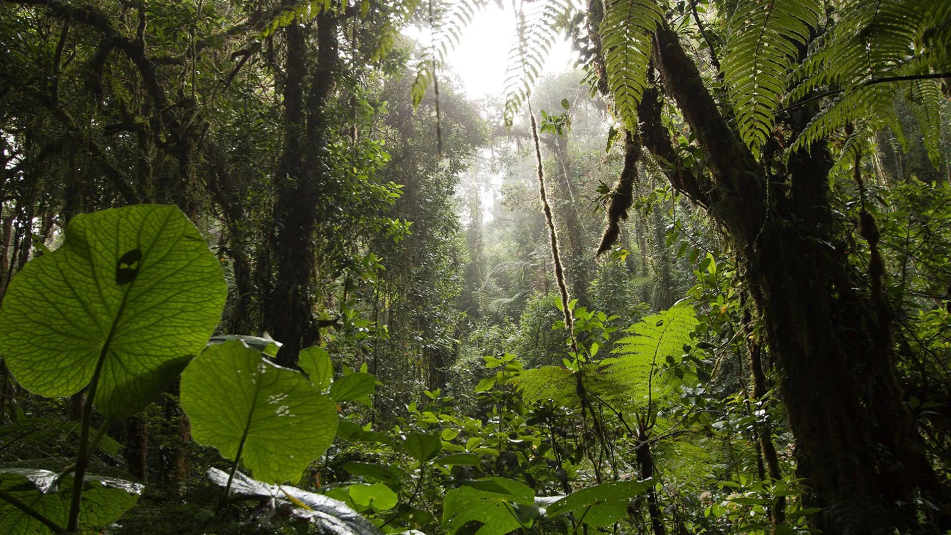 Signature: Costa Rica's Tortuguero, Arenal & Cloud Forests