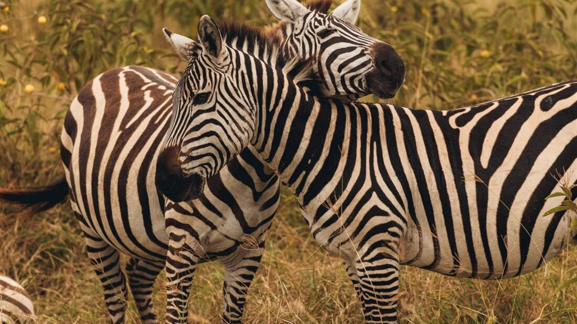 East Africa Safari & Coast