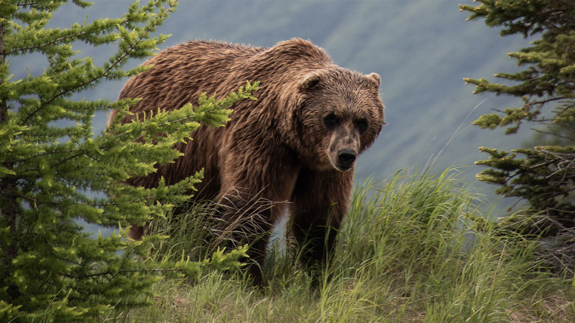 Alaska's Northern Lights