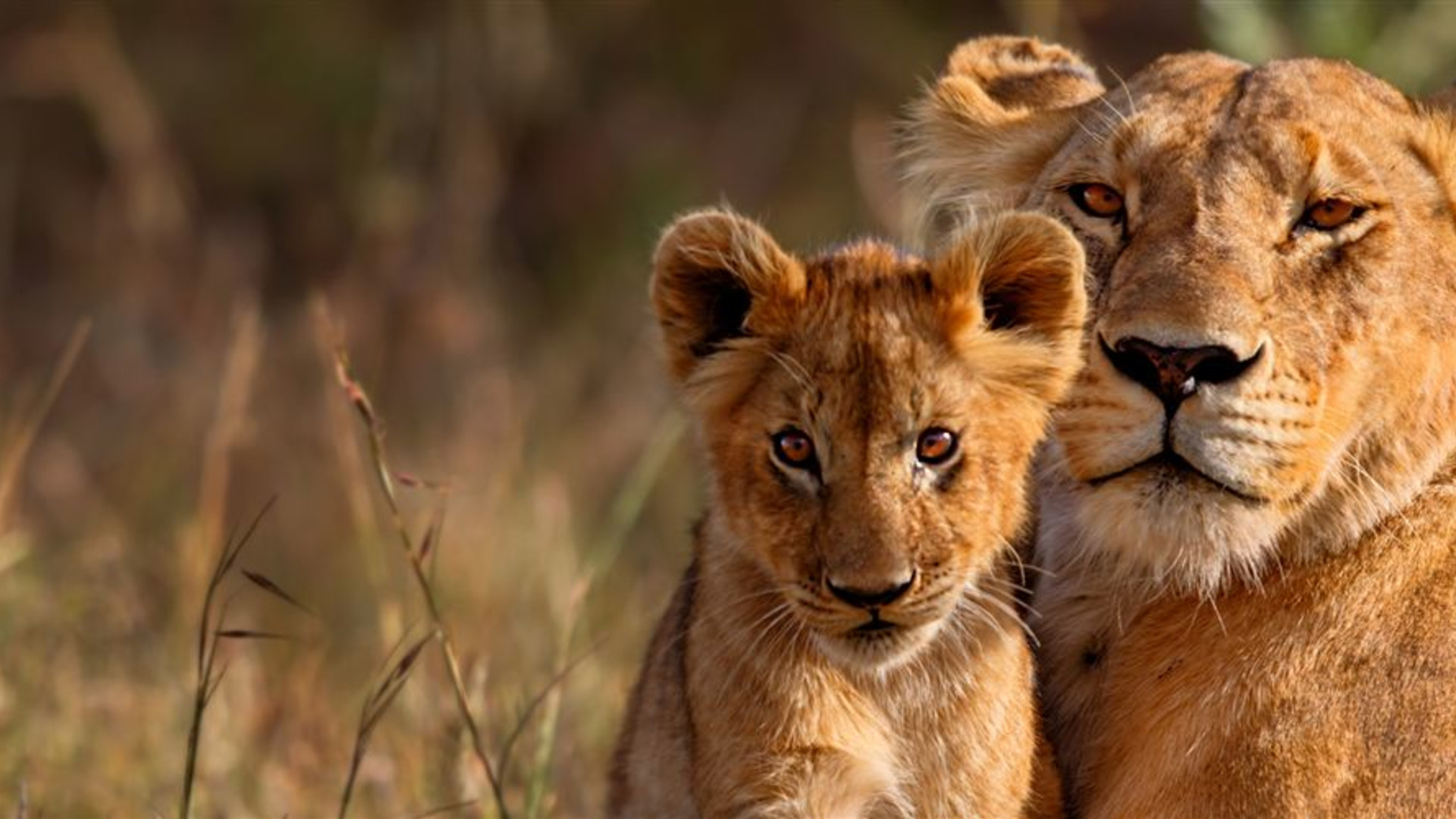 East Africa Highlights