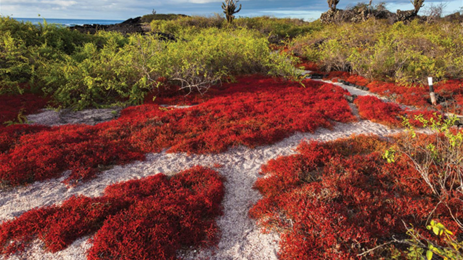 Galapagos Cruise & Peru’s Land of the Incas (Grand Daphne)