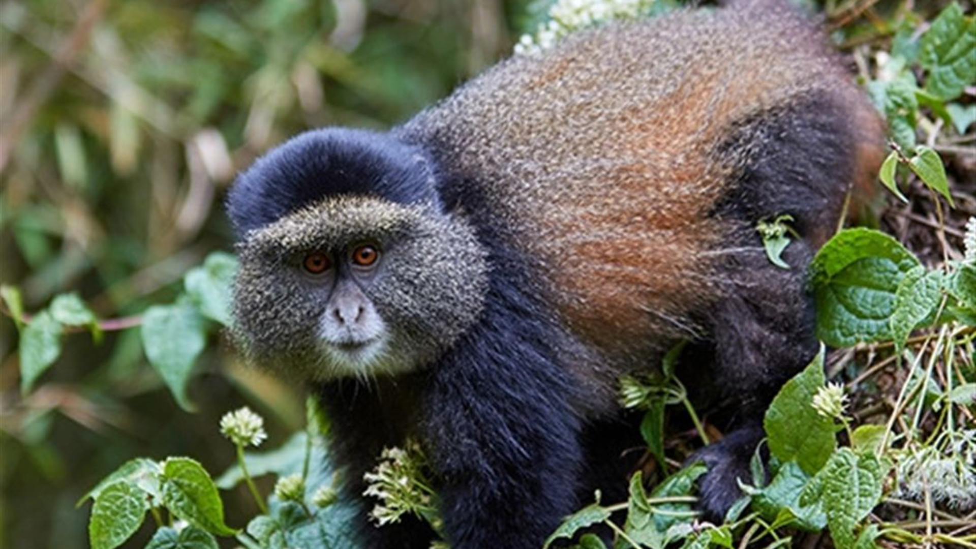 Signature: Kenya & Rwanda — From the Mara to the Mist