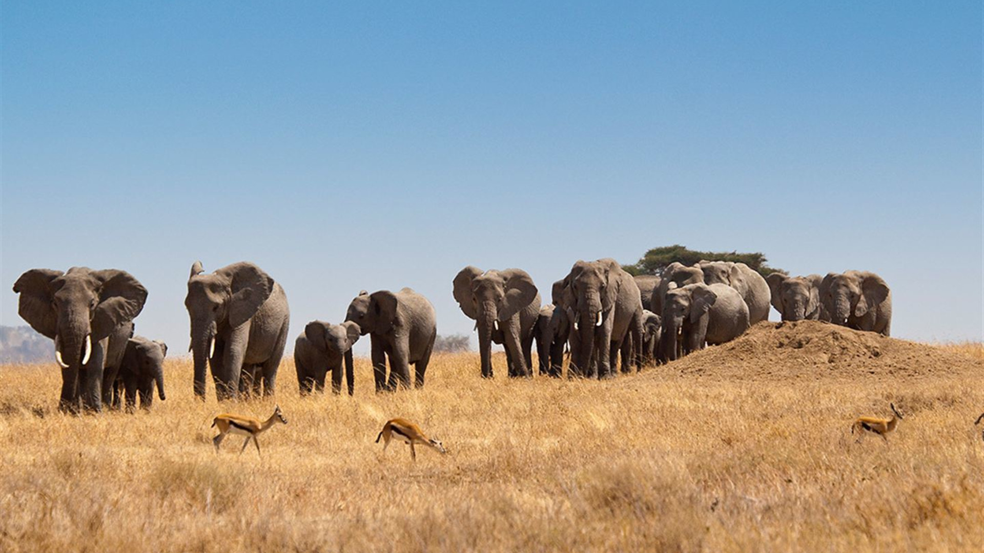 Signatur: Serengeti, Tarangire und Ngorongoro-Krater in Tansania