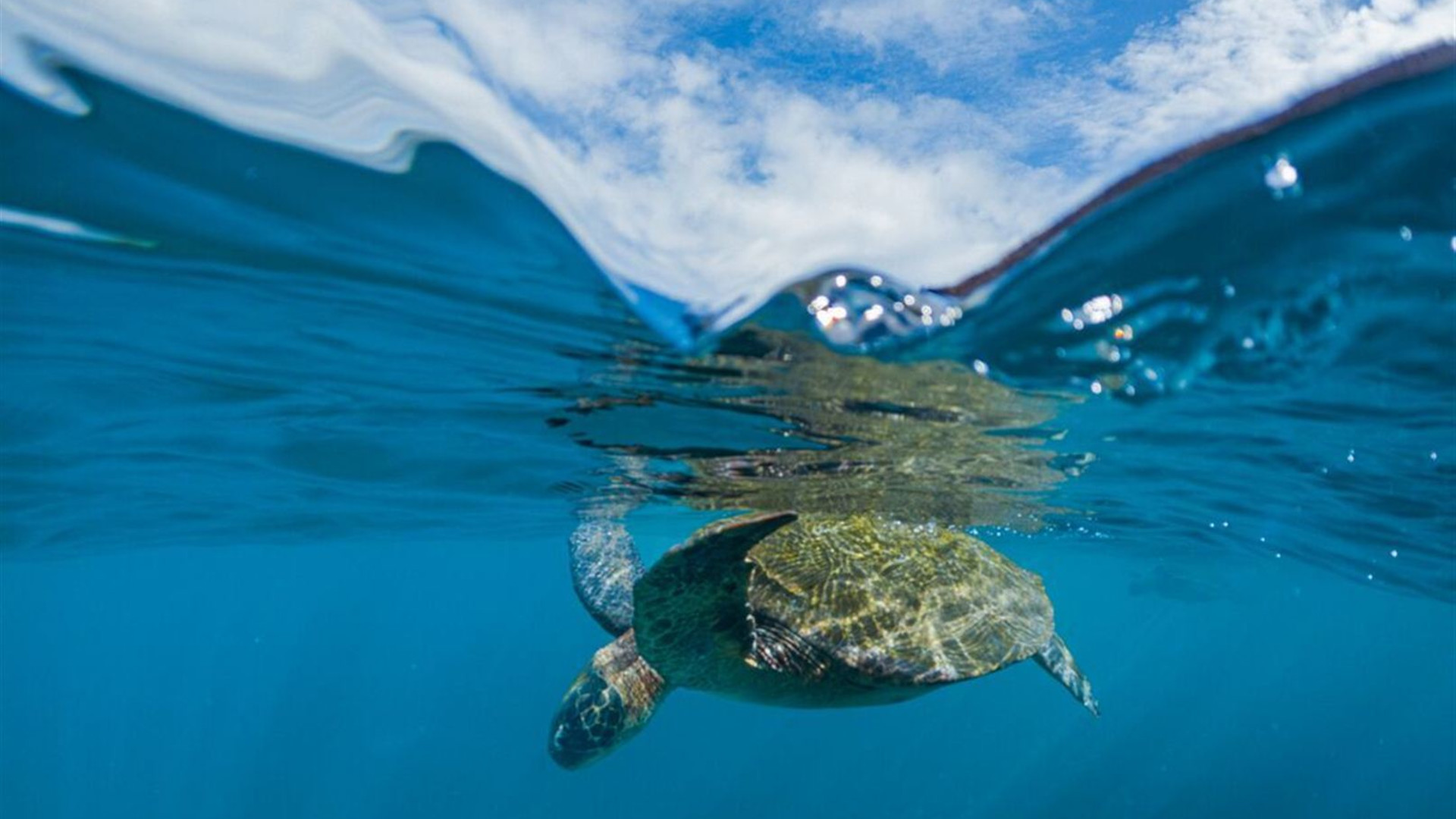 Galapagos Adventure: Northern Islands (Grand Daphne)