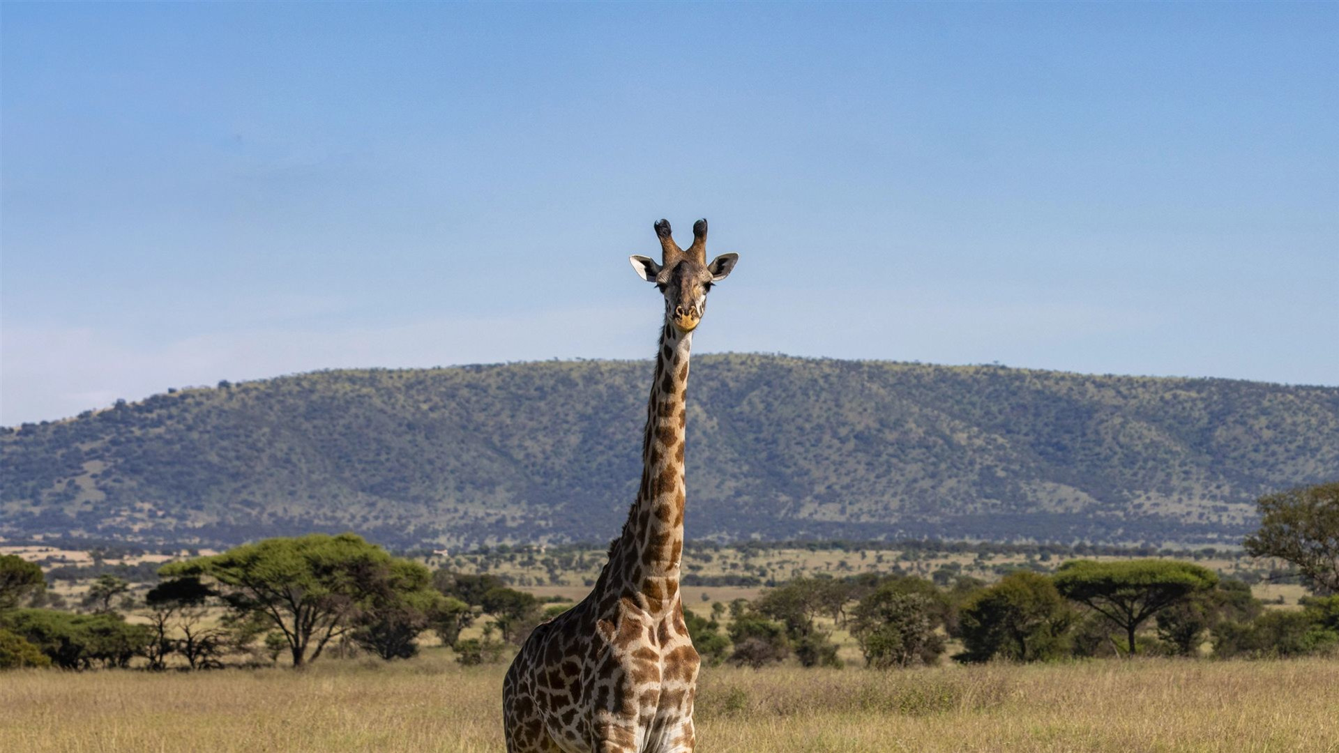 Incredible Tanzania: Serengeti to Zanzibar