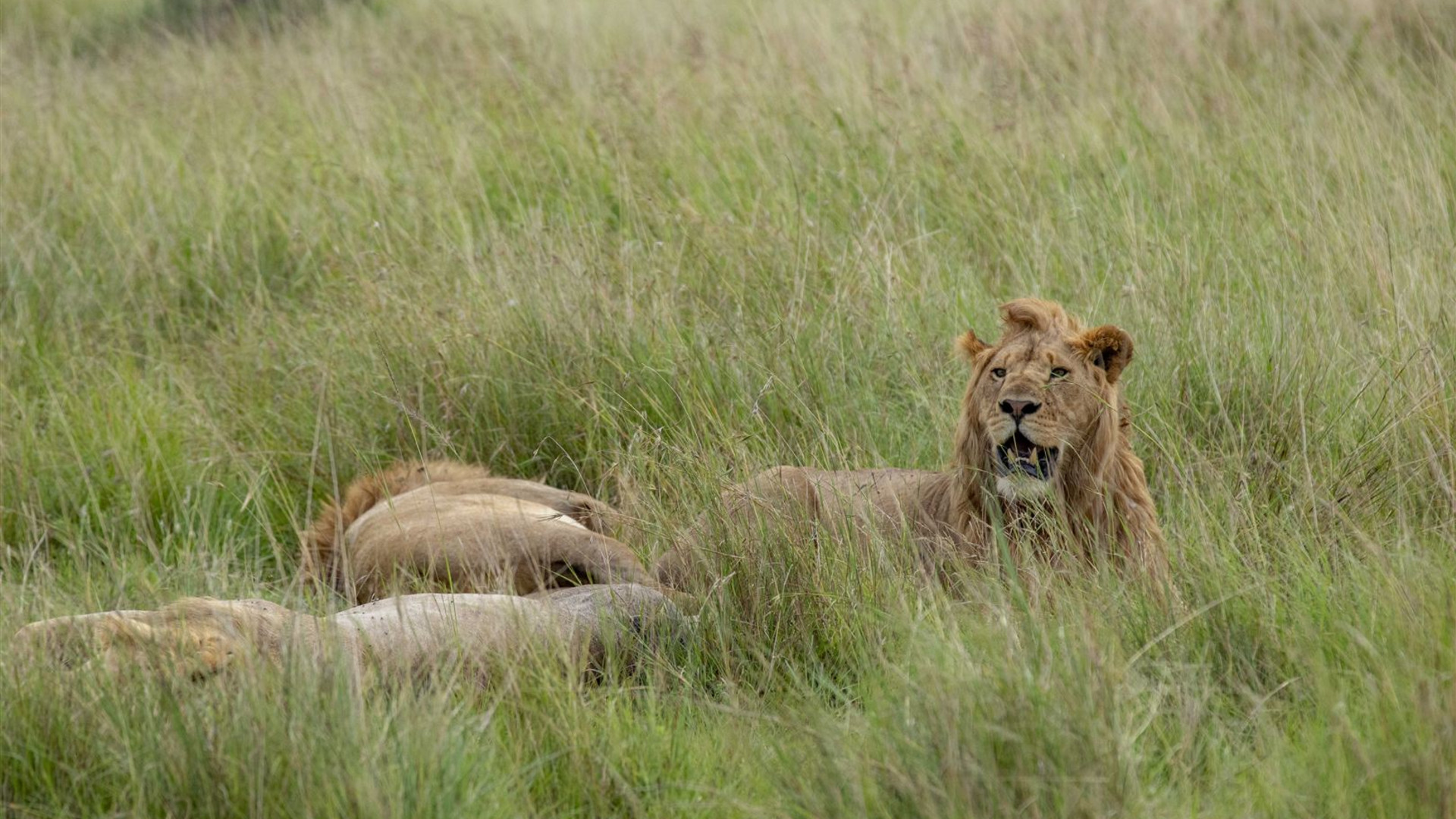 Kenya & Tanzania Camping Safari