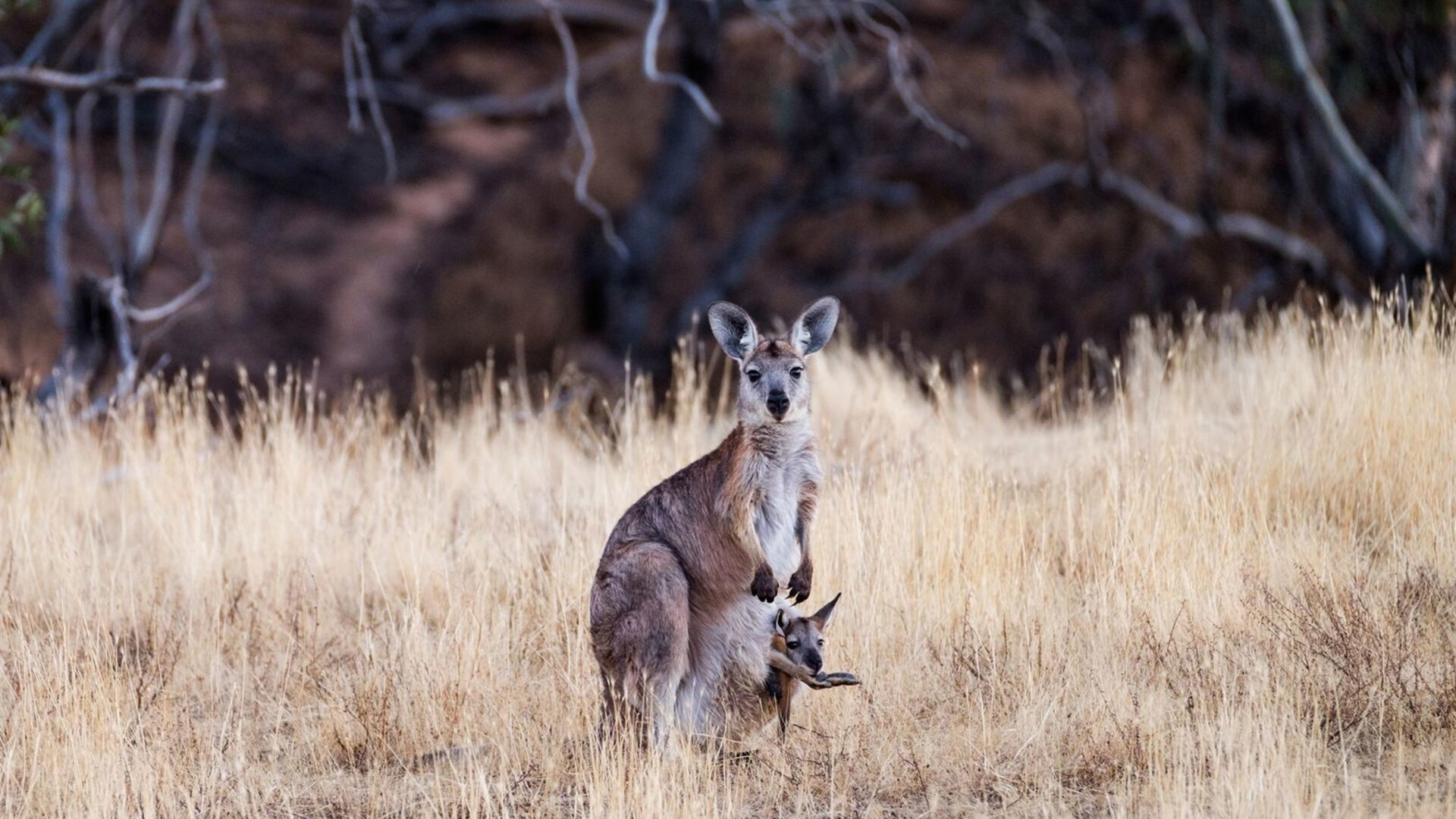 South Australia's Arkaba Walk (ex-Flinders Ranges)