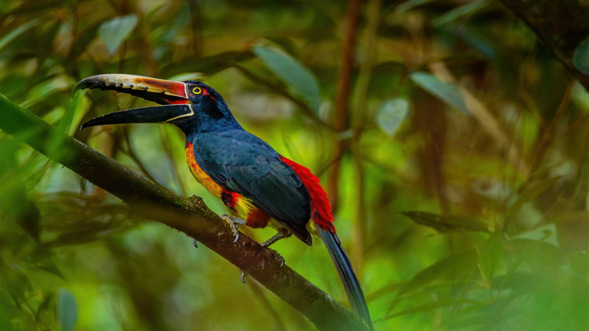 Best of Costa Rica Family Holiday