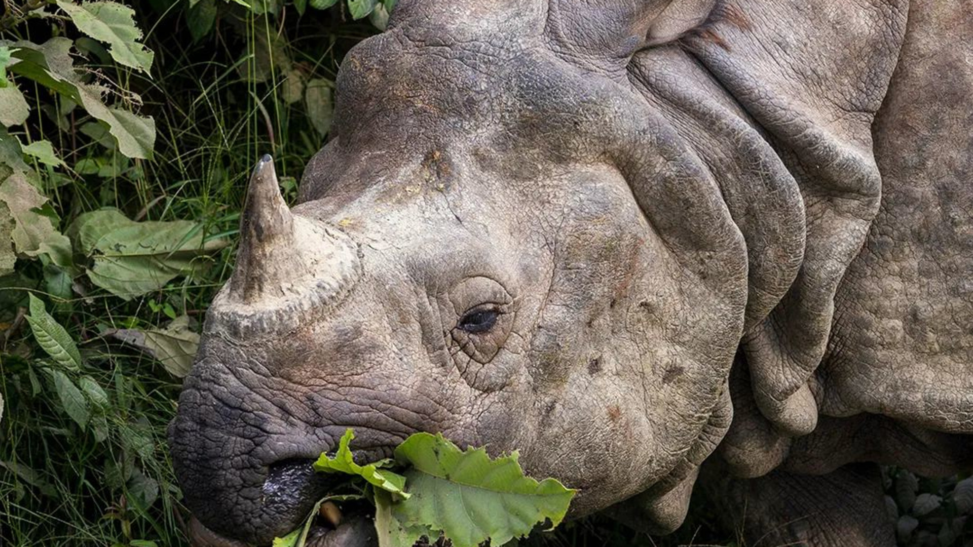 Signature: Himalayan Kingdoms of Nepal & Bhutan