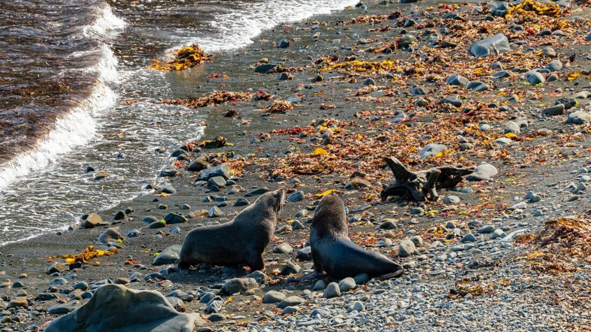 New Zealand Amplified (Northbound)