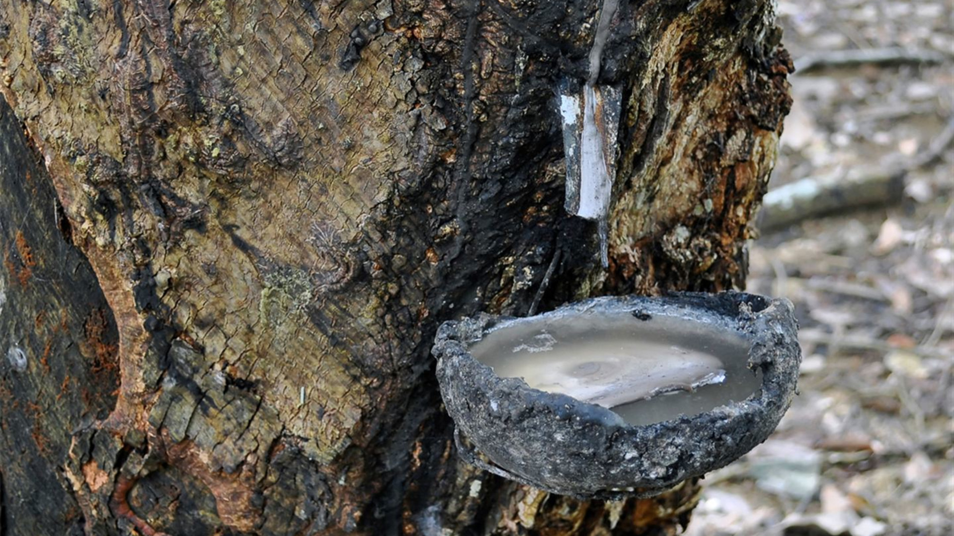 Best of Java & Sumatra