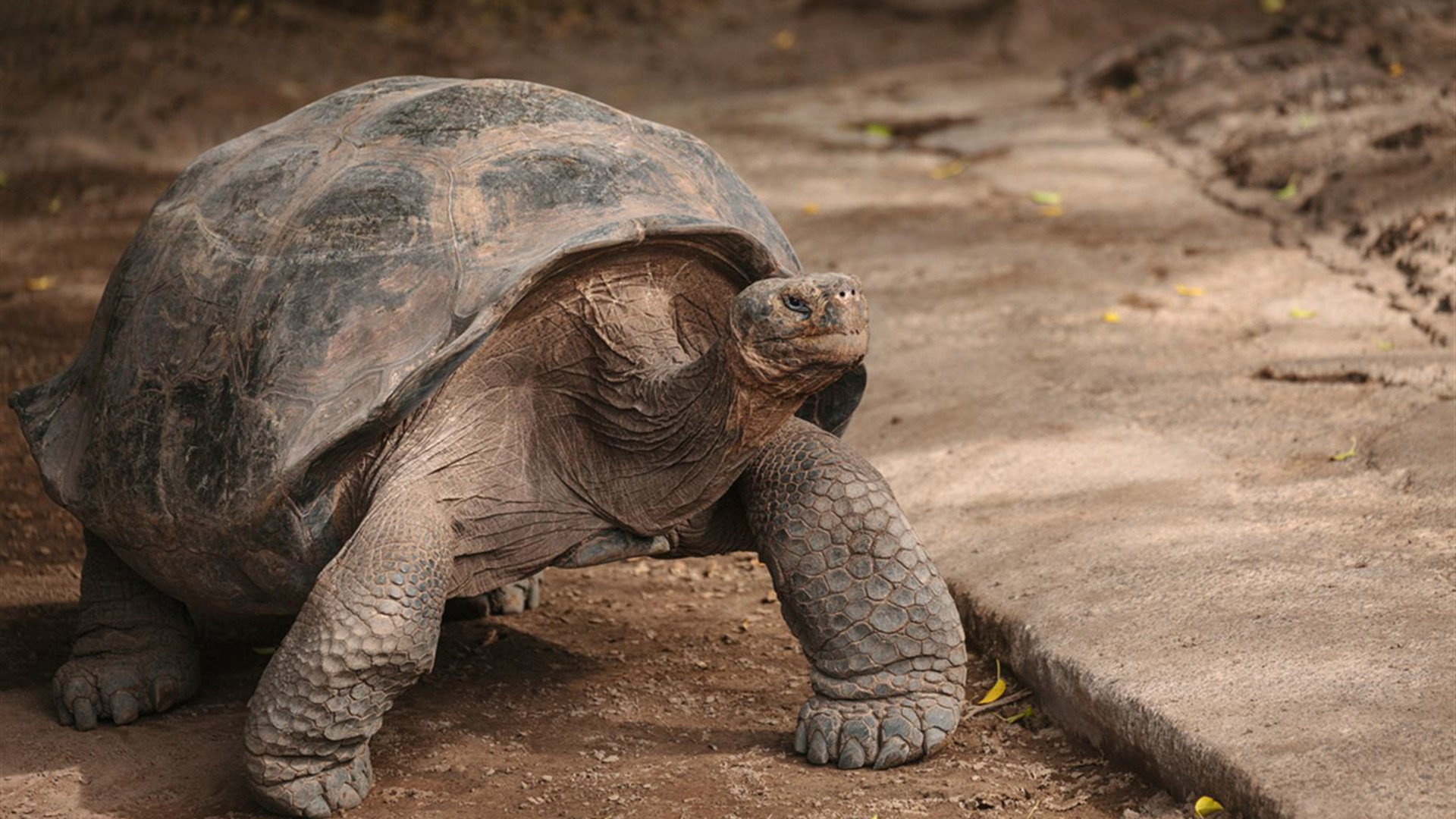 Galapagos & Inca Trail Adventure