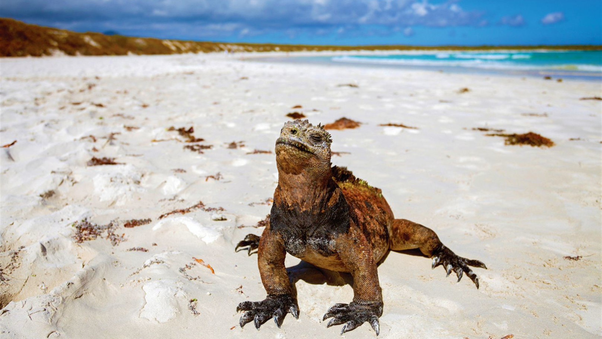 Galapagos & Inca Trail Adventure