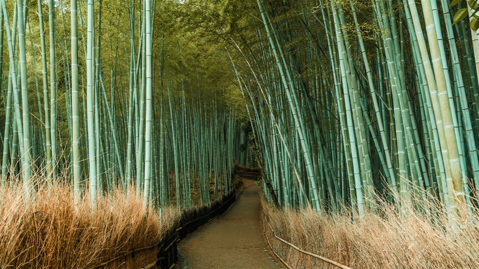 Japan & South Korea: From Tokyo to Seoul