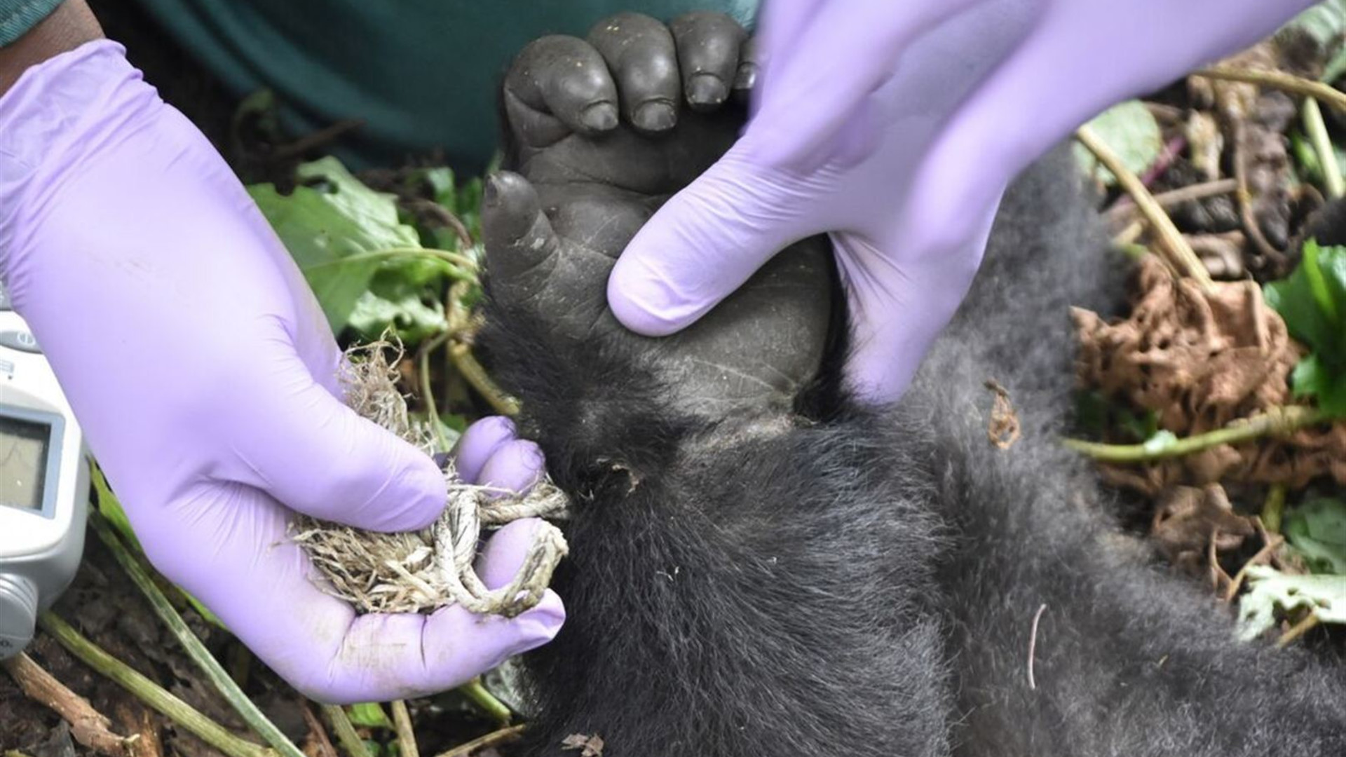 Remarkable Rwanda & Gorillas of Uganda