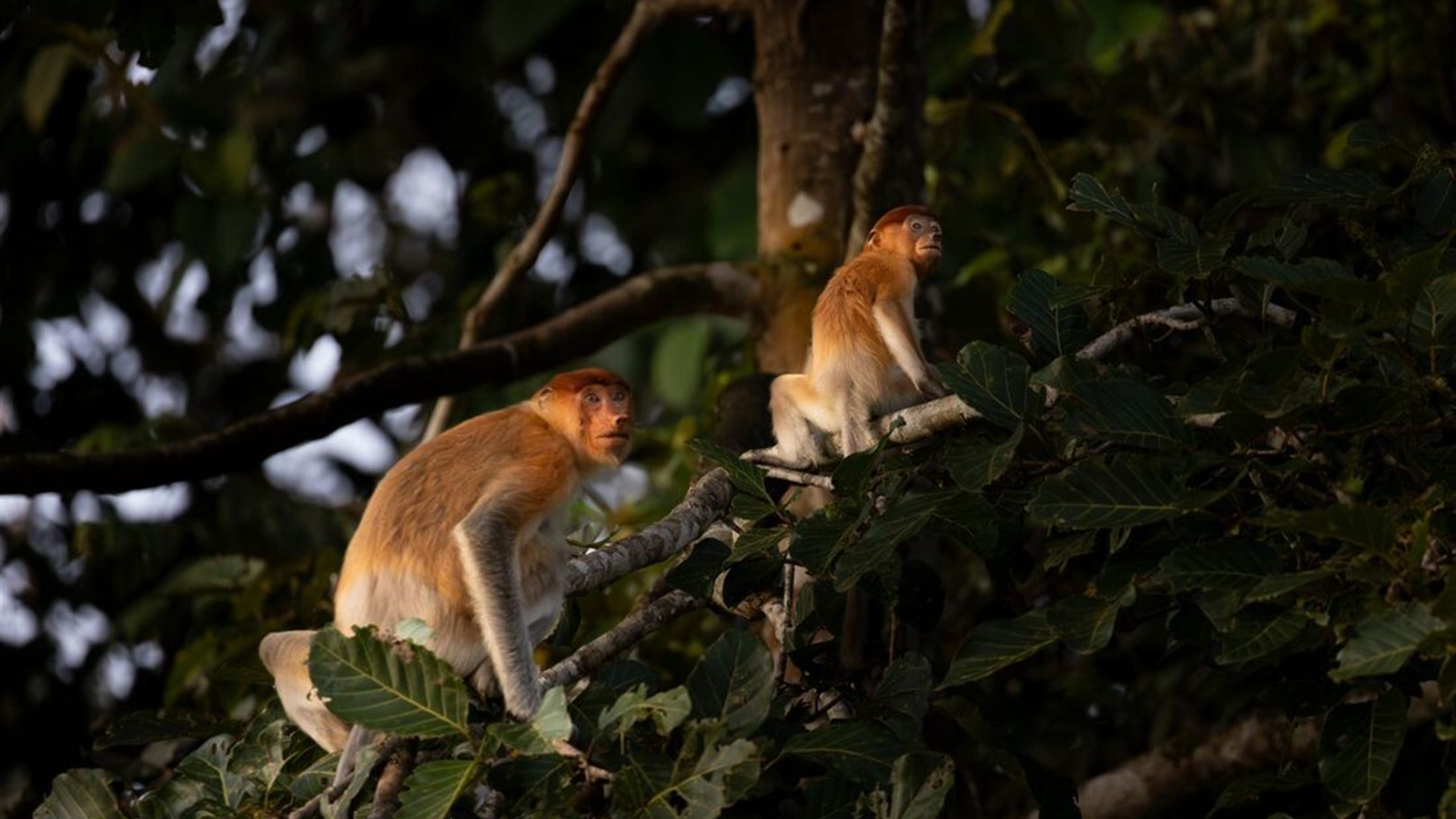 Best of Borneo