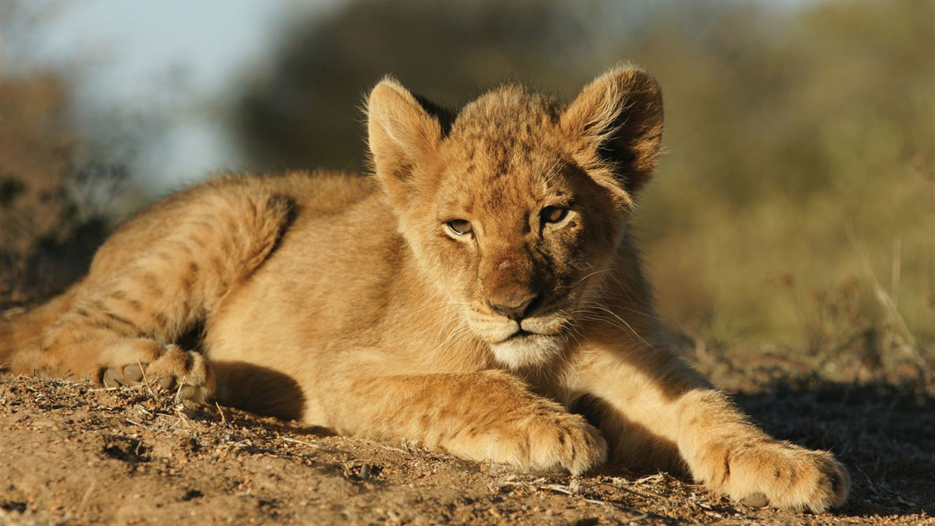 Zanzibar to Vic Falls