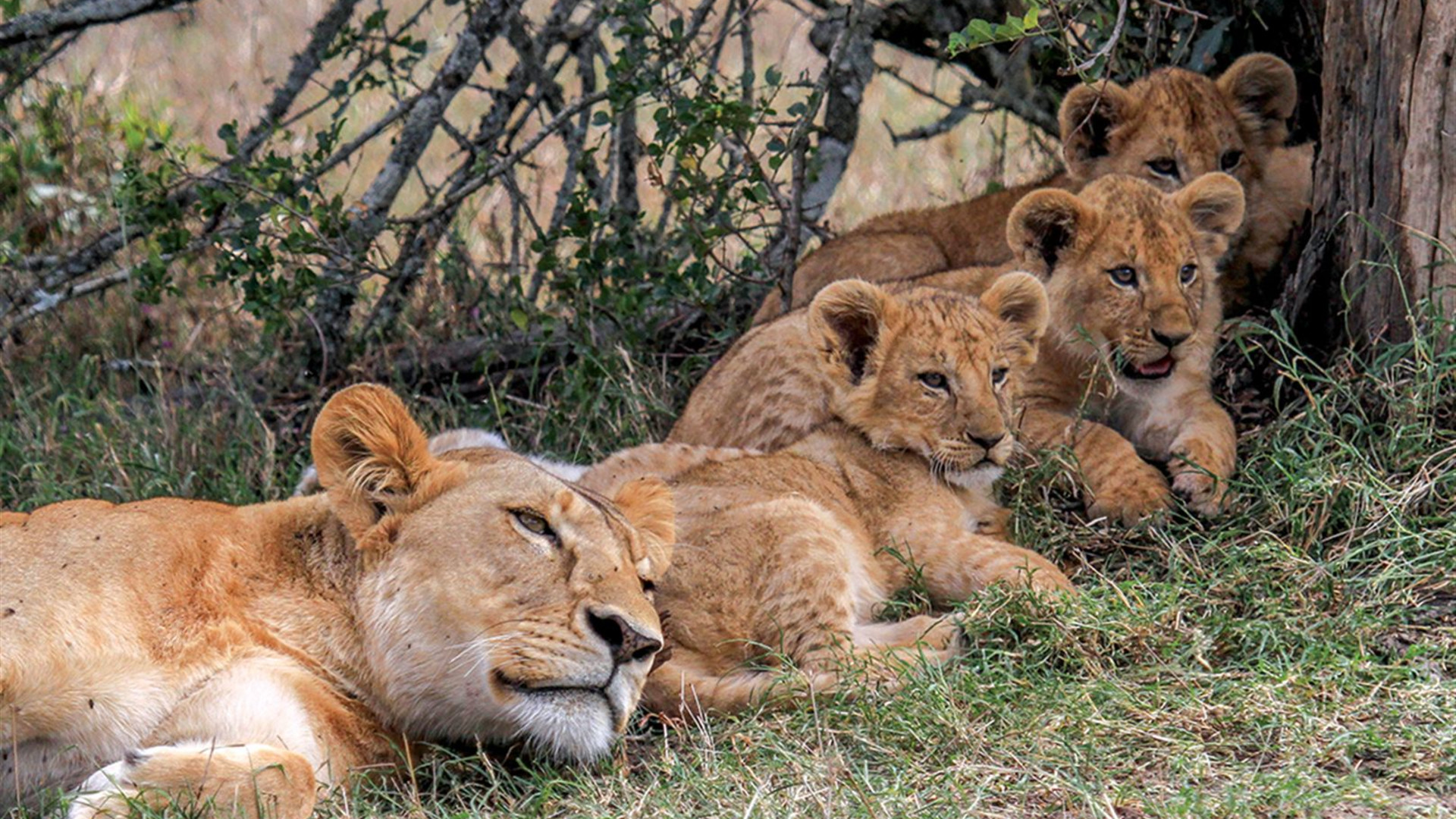 Premium Kenya & Tanzania