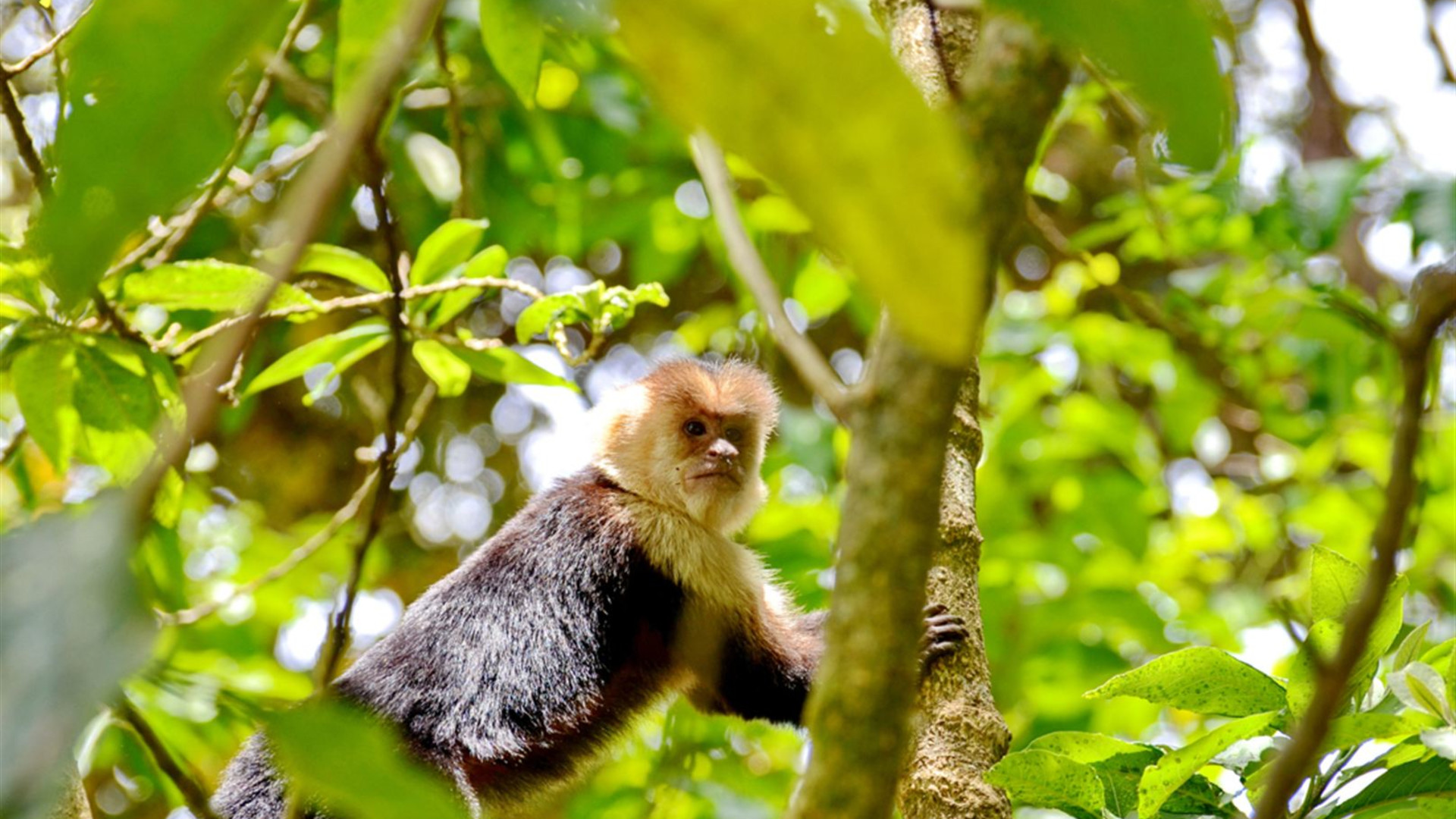 Premium Costa Rica