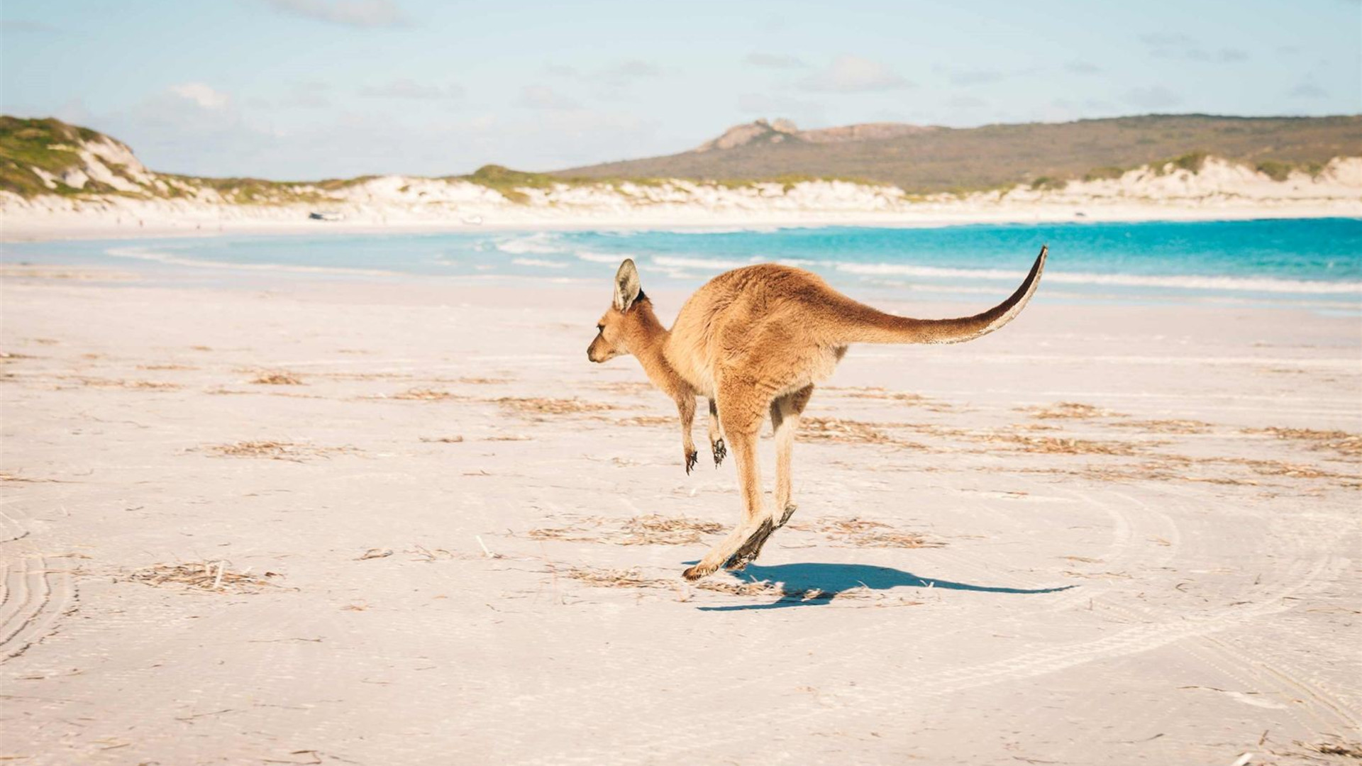 Australian Highlights